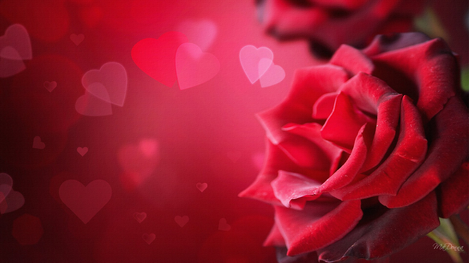 1920x1080 Valentine Roses and Hearts may sound like a common combination, but it  never fails!