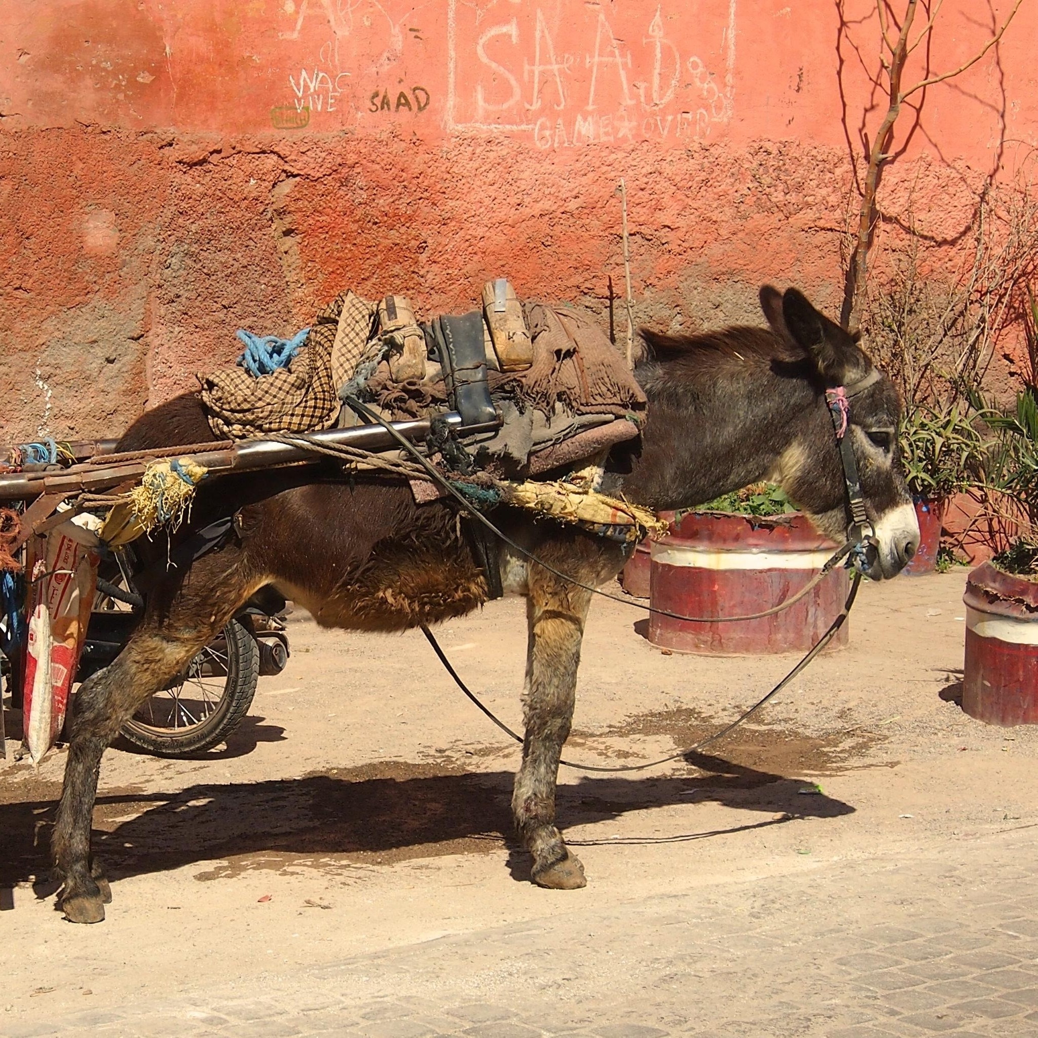 2048x2048 iPad Wallpaper Donkey and wagon in Marrakech ...