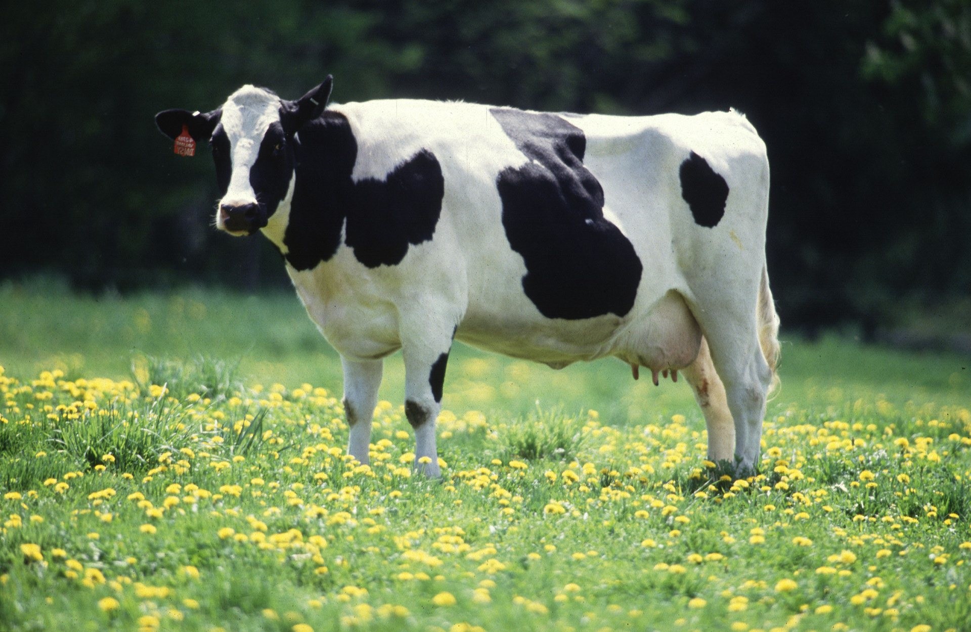1920x1250 wallpaper.wiki-Cow-Background-Free-Download-PIC-WPB0011874