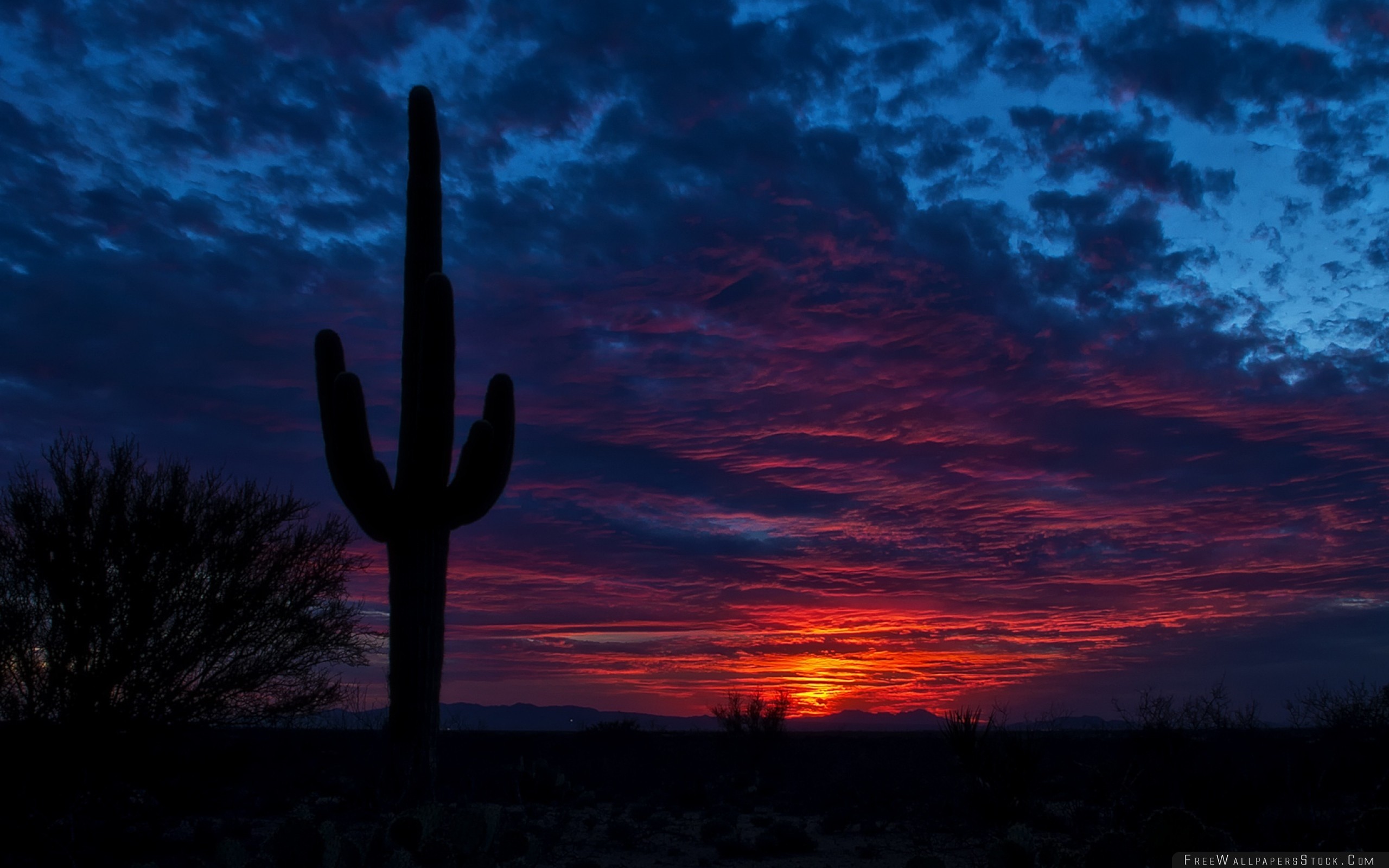 2560x1600 Download Free Wallpaper Tucson Arizona Cactus Night Sky