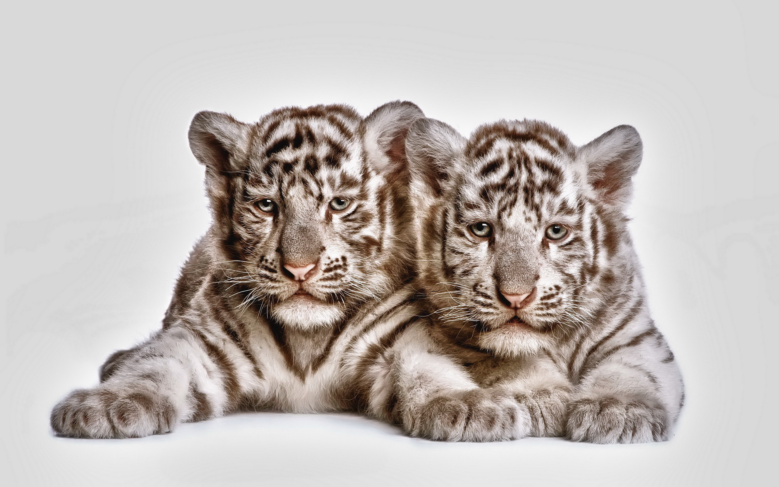 2560x1600 Animal - White Tiger Tiger Cub Cat Animal Baby Animal Wallpaper