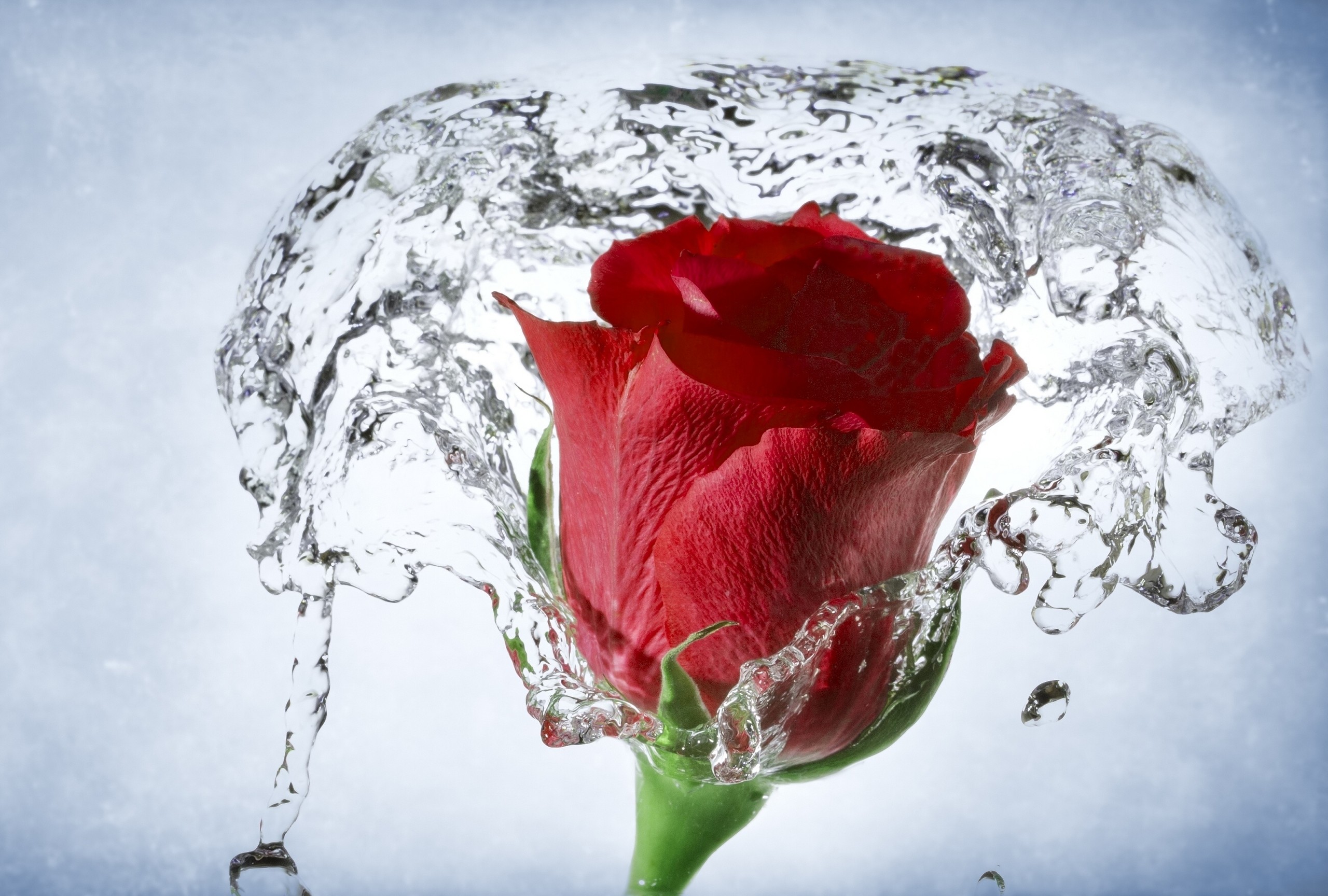 2560x1728 rose-red-with-water-so-beautiful-free-hd-
