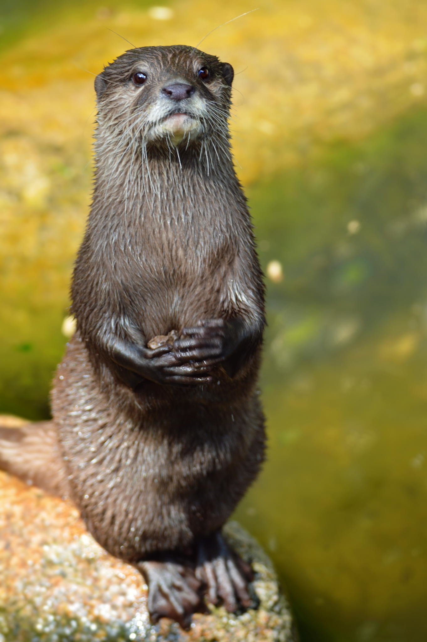 1362x2048 Otter by Sarah Michel on 500px