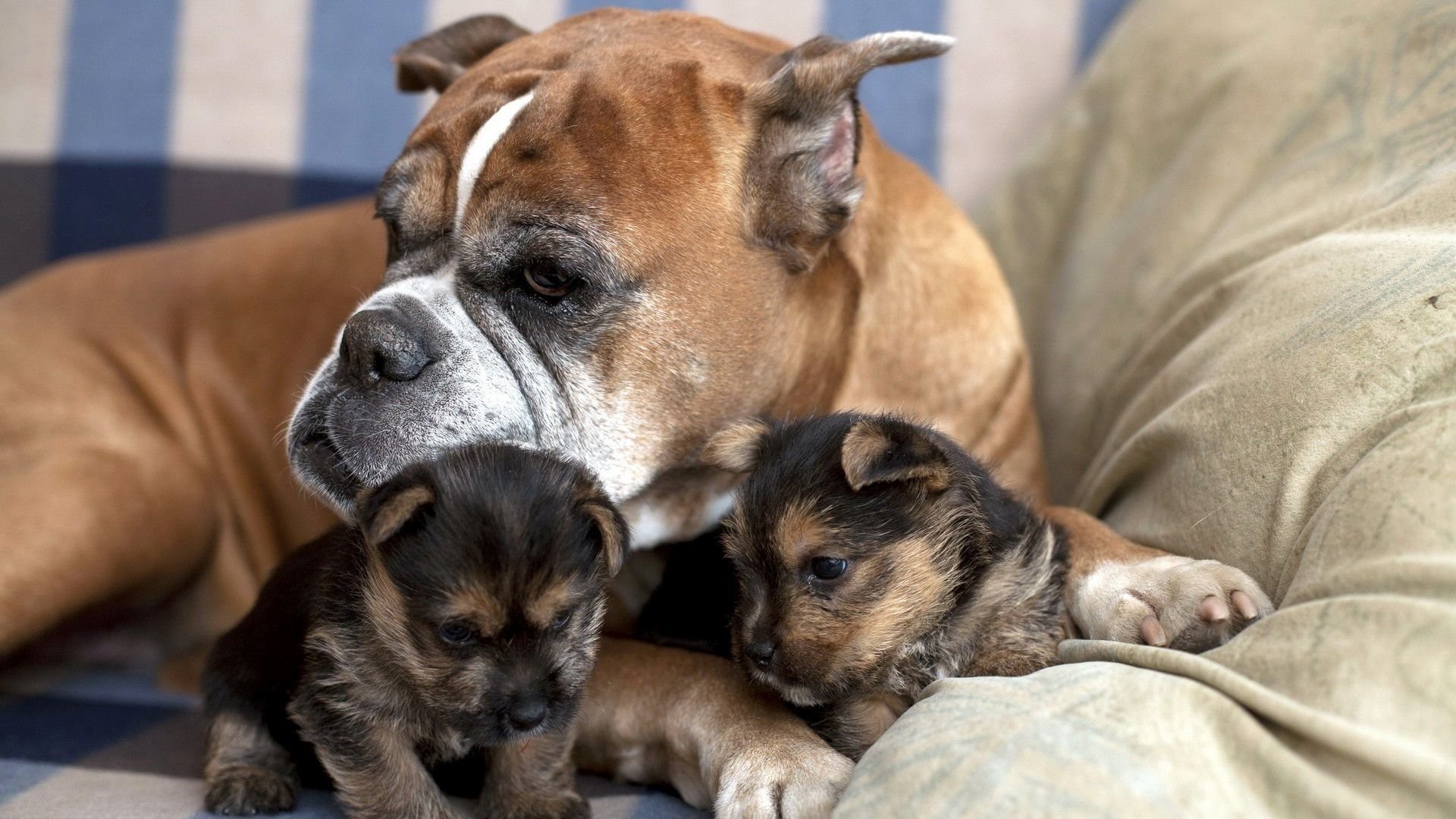 1920x1080 Boxer Taking Care Of Yorkie Puppies