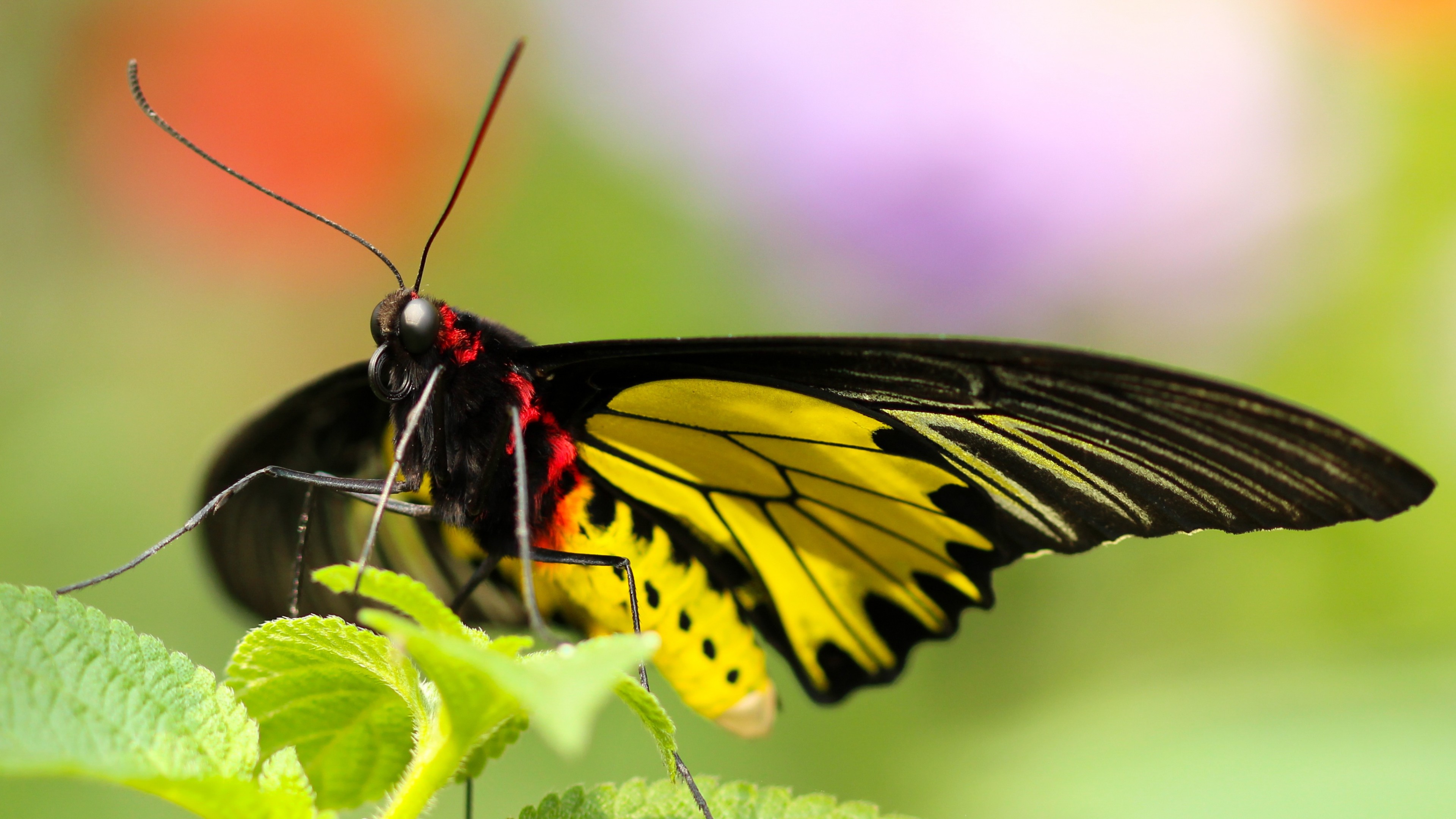 3840x2160 ... Background 4K Ultra HD.  Wallpaper butterfly, colorful,  close-up