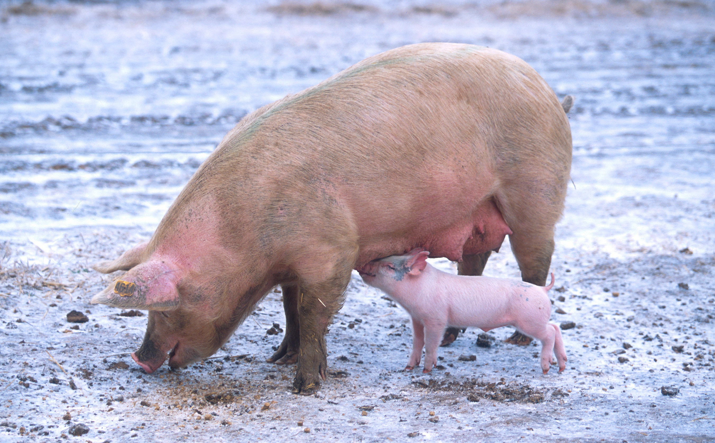 2700x1674 Wallpaper with mother pig and piglet