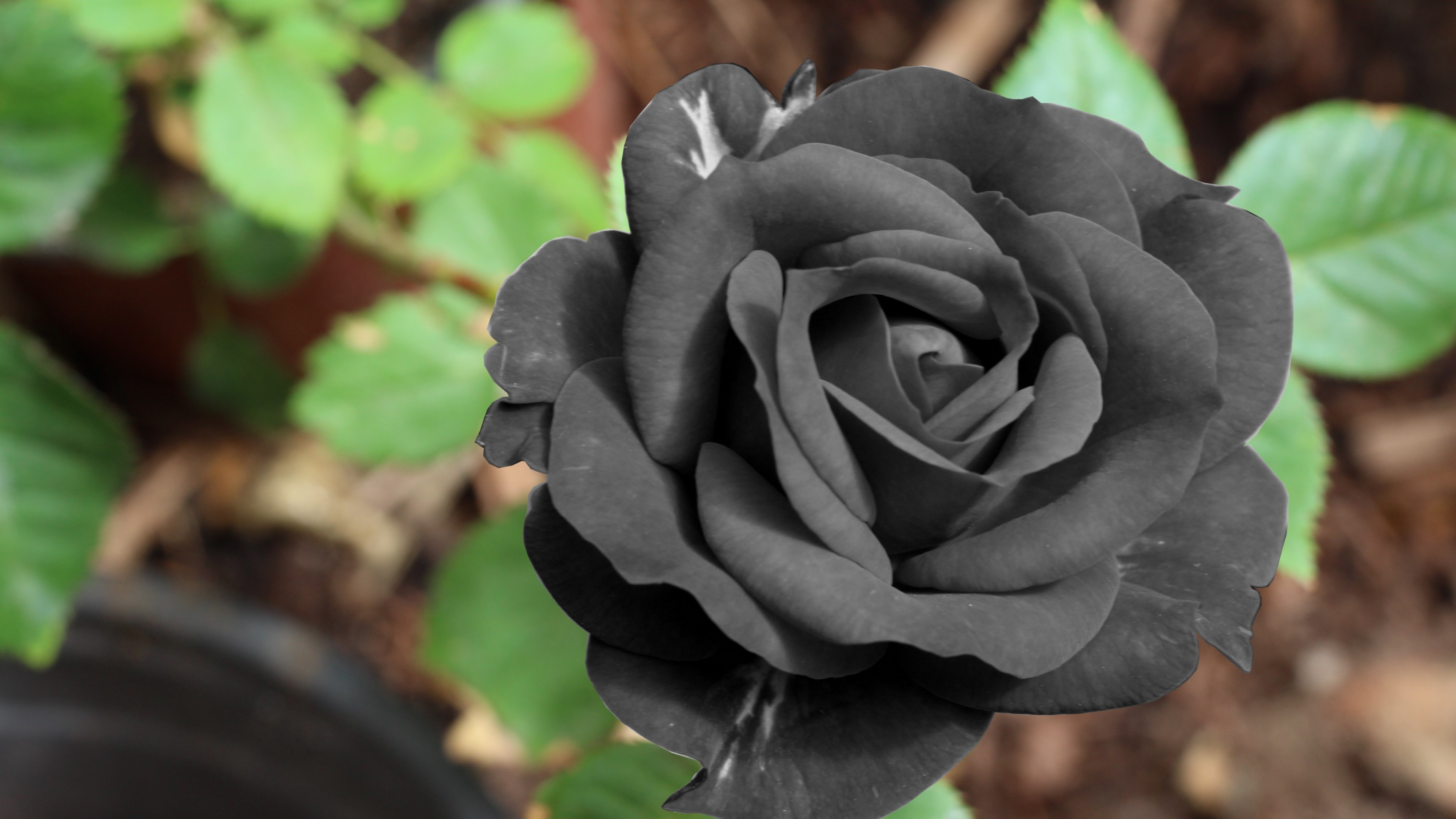 3840x2160 Preview wallpaper black rose, flower, bud 