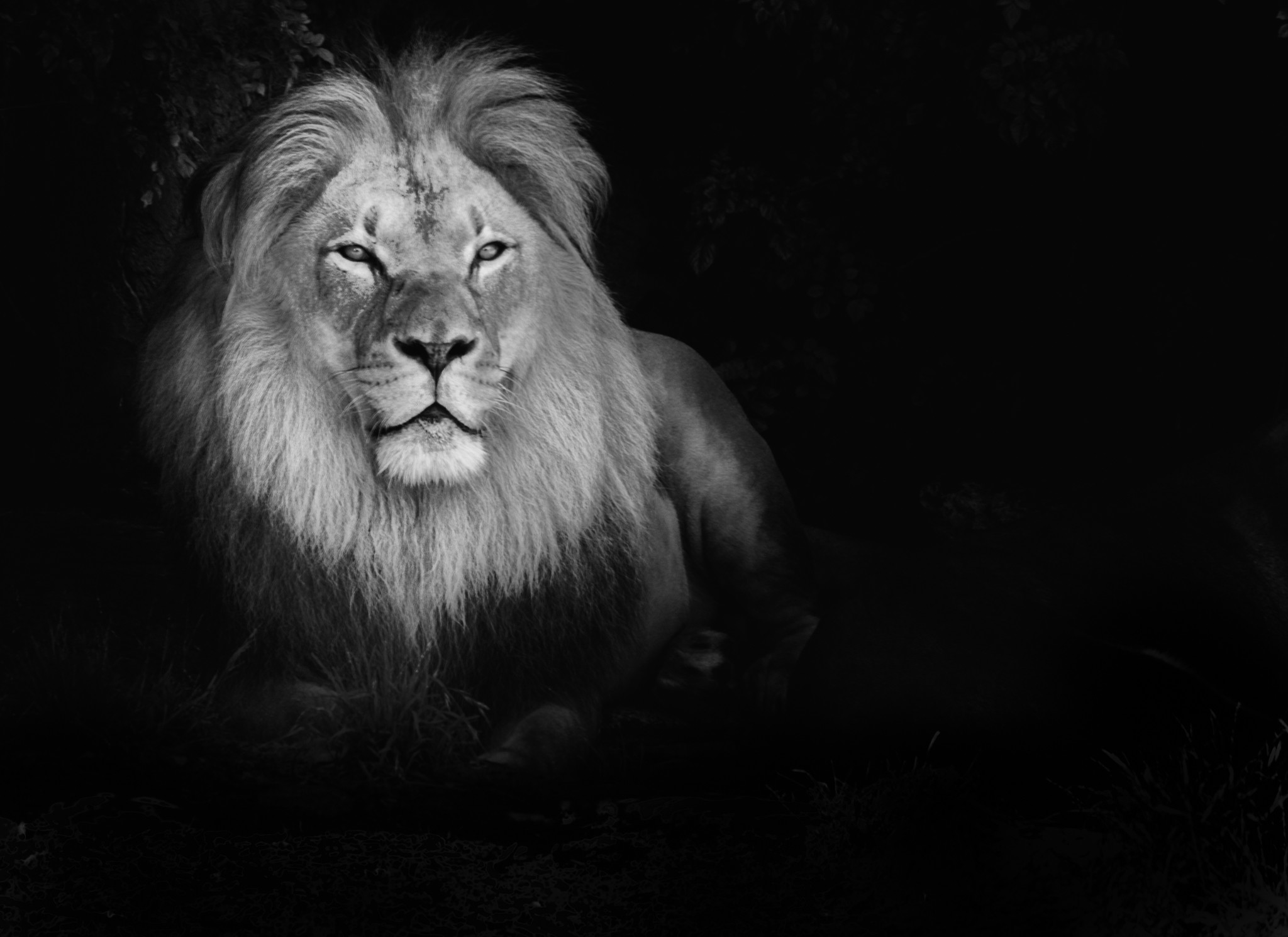 2048x1490 Lion Black and White High Quality Wallpapers 6483 - Amazing Wallpaperz