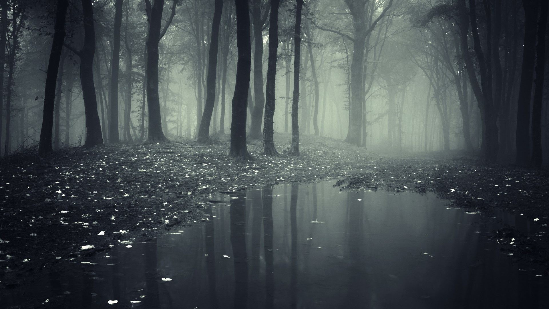 1920x1080  Mist Dark Mystic Forest Fog Nature Rain Desktop Wallpaper -  1920x1200