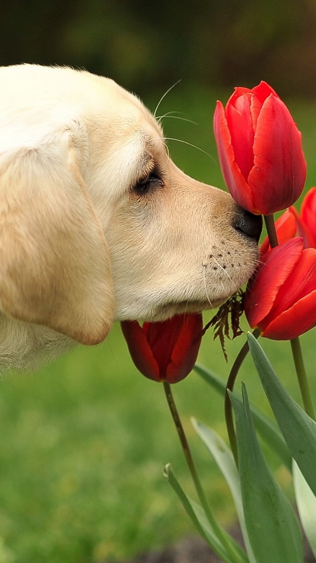 1080x1920  Wallpaper dog, flowers, nature