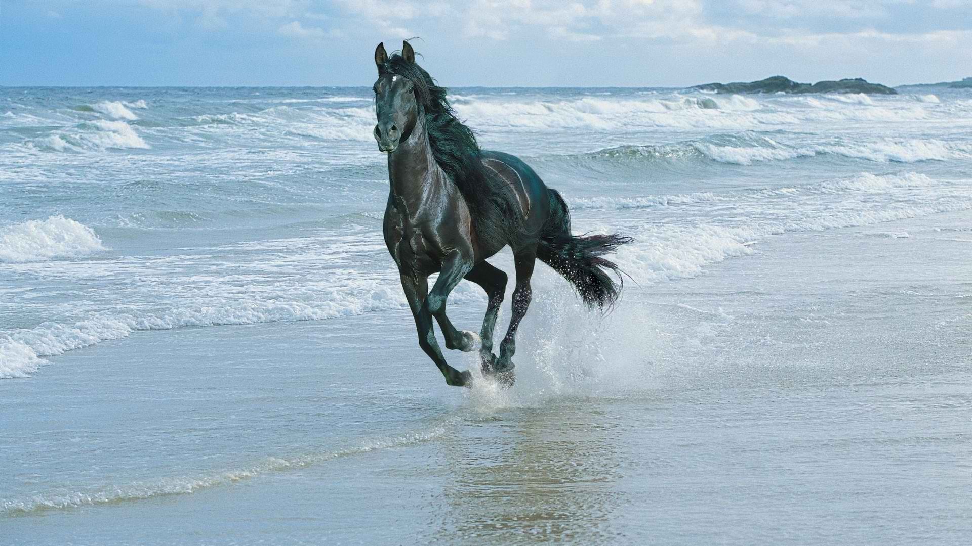 1920x1080 Horse riding on the beach wallpapers and images - wallpapers, pictures,  photos
