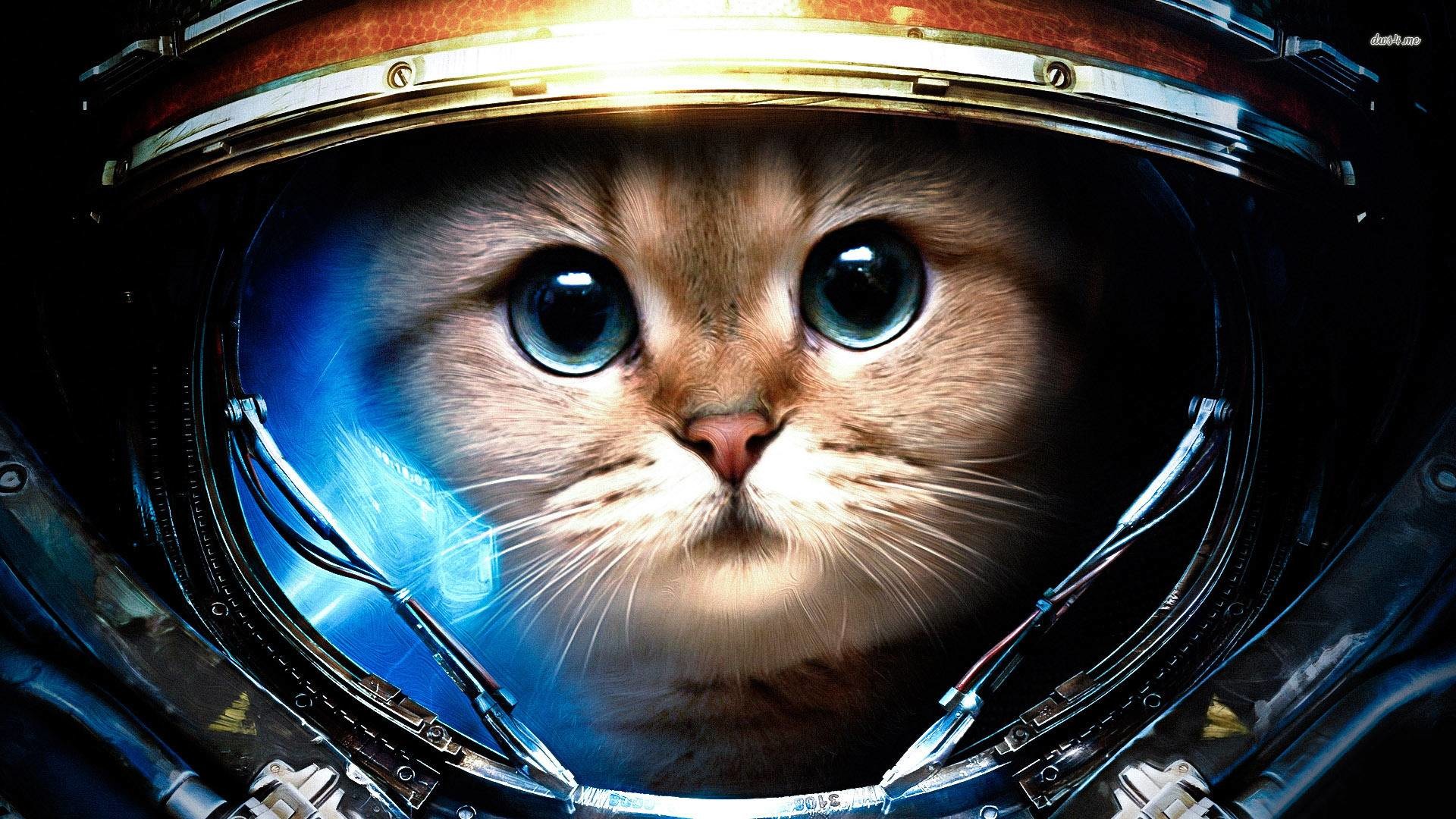1920x1080 SPACE CAT, He is going to be the first cat to walk on the moon