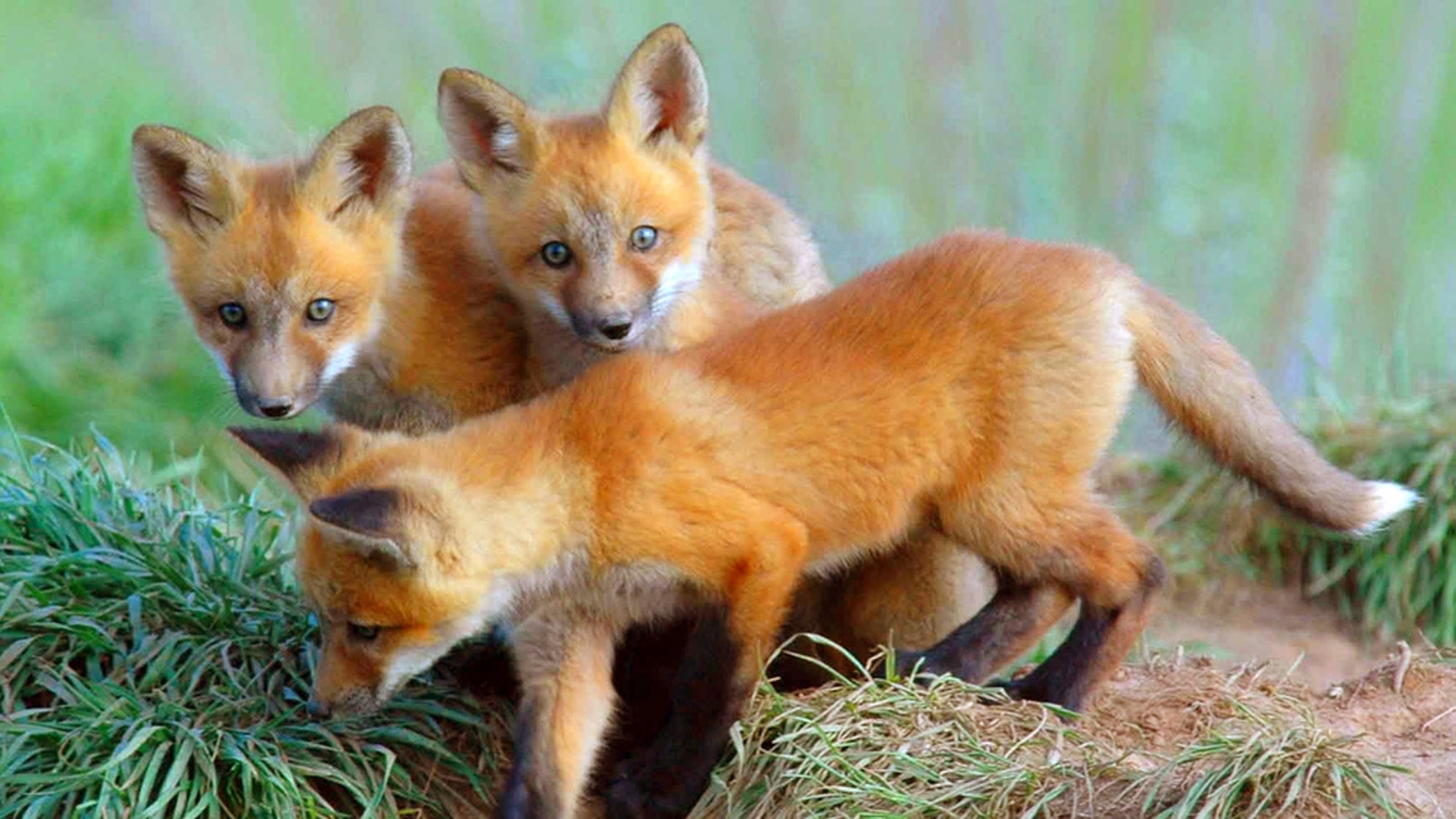 3840x2160  Wallpaper cubs, fox, foxes, curiosity