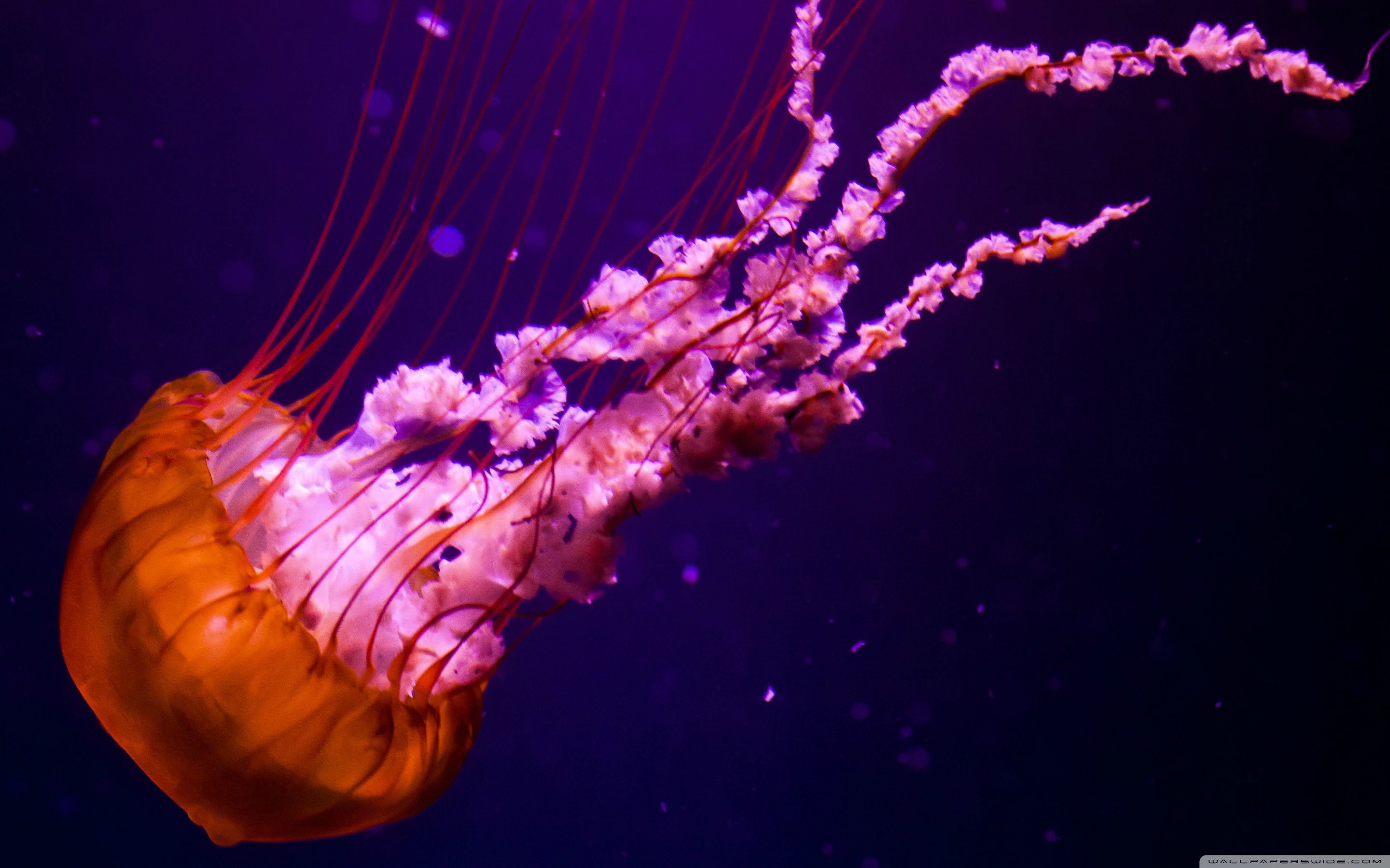 2880x1800 Jellyfish Wallpaper For Android #6Xn