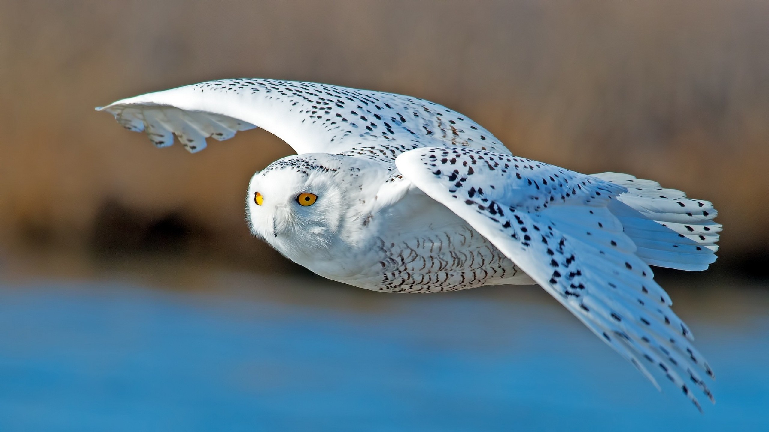2560x1440 Preview wallpaper owl, predator, bird, flying 