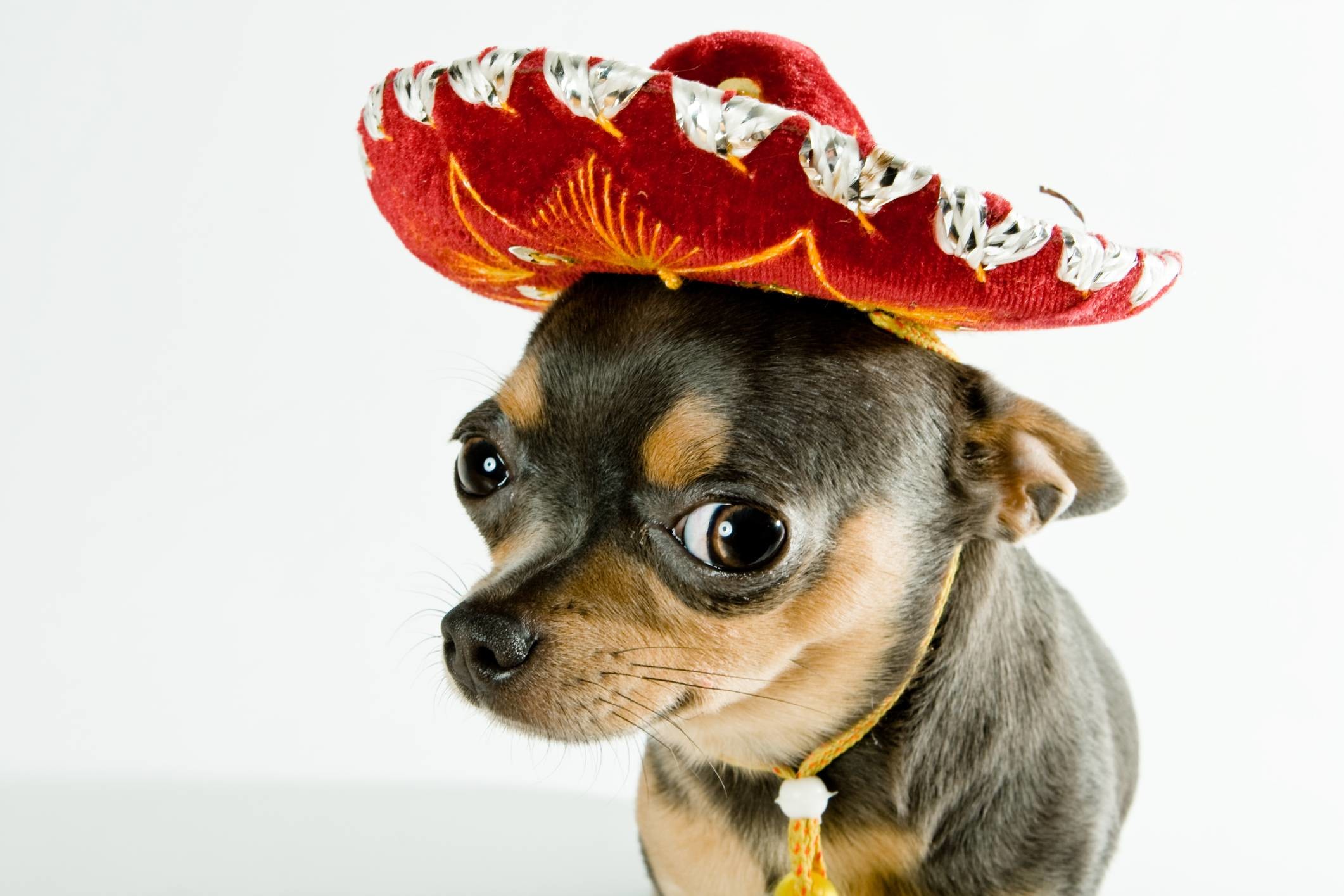 2122x1415 Chihuahua with Sombrero Cute little black tan Chihuahua with his 