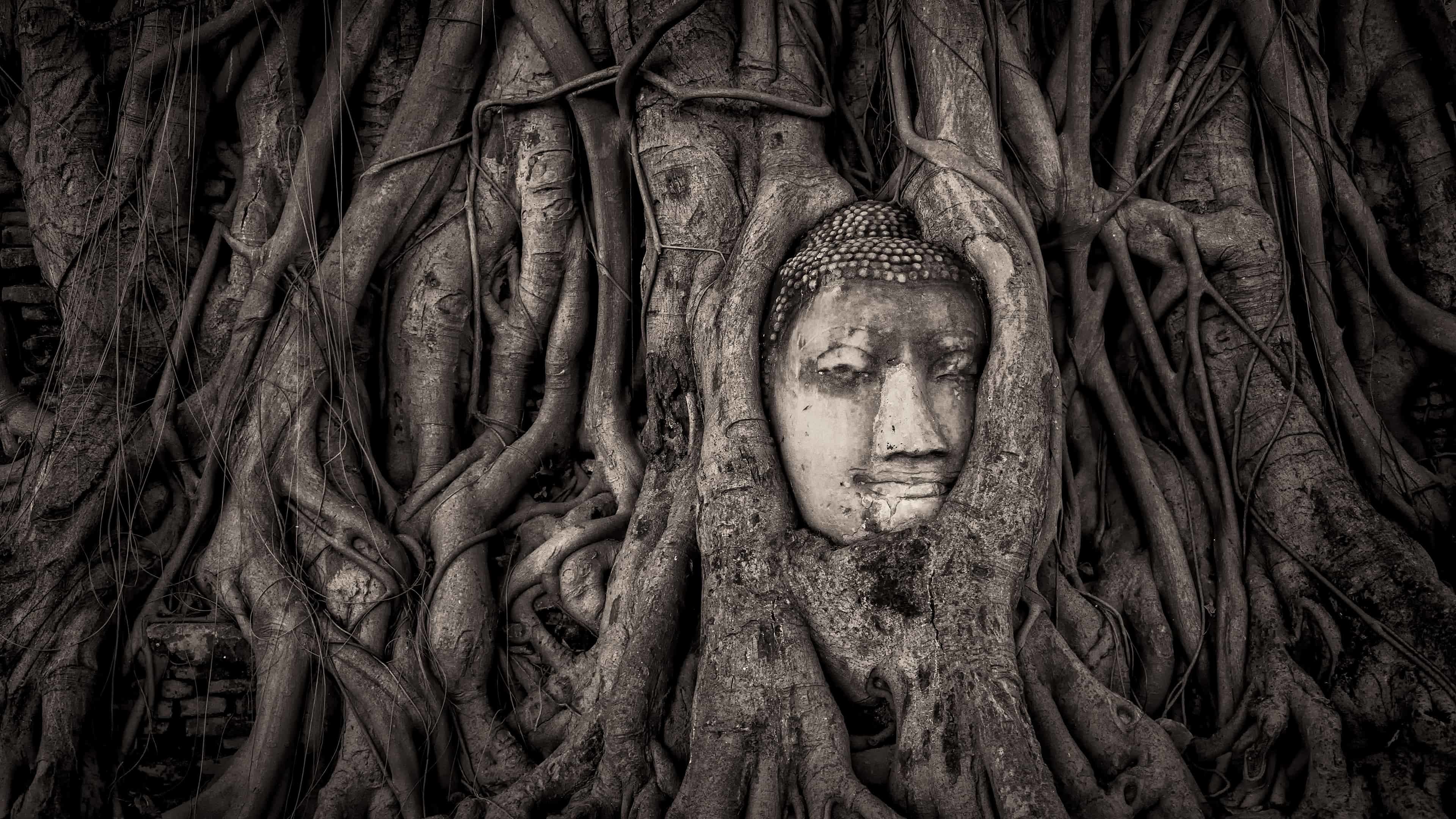 3840x2160 buddha head in tree roots wat mahathat ayutthaya thailand uhd 4k wallpaper