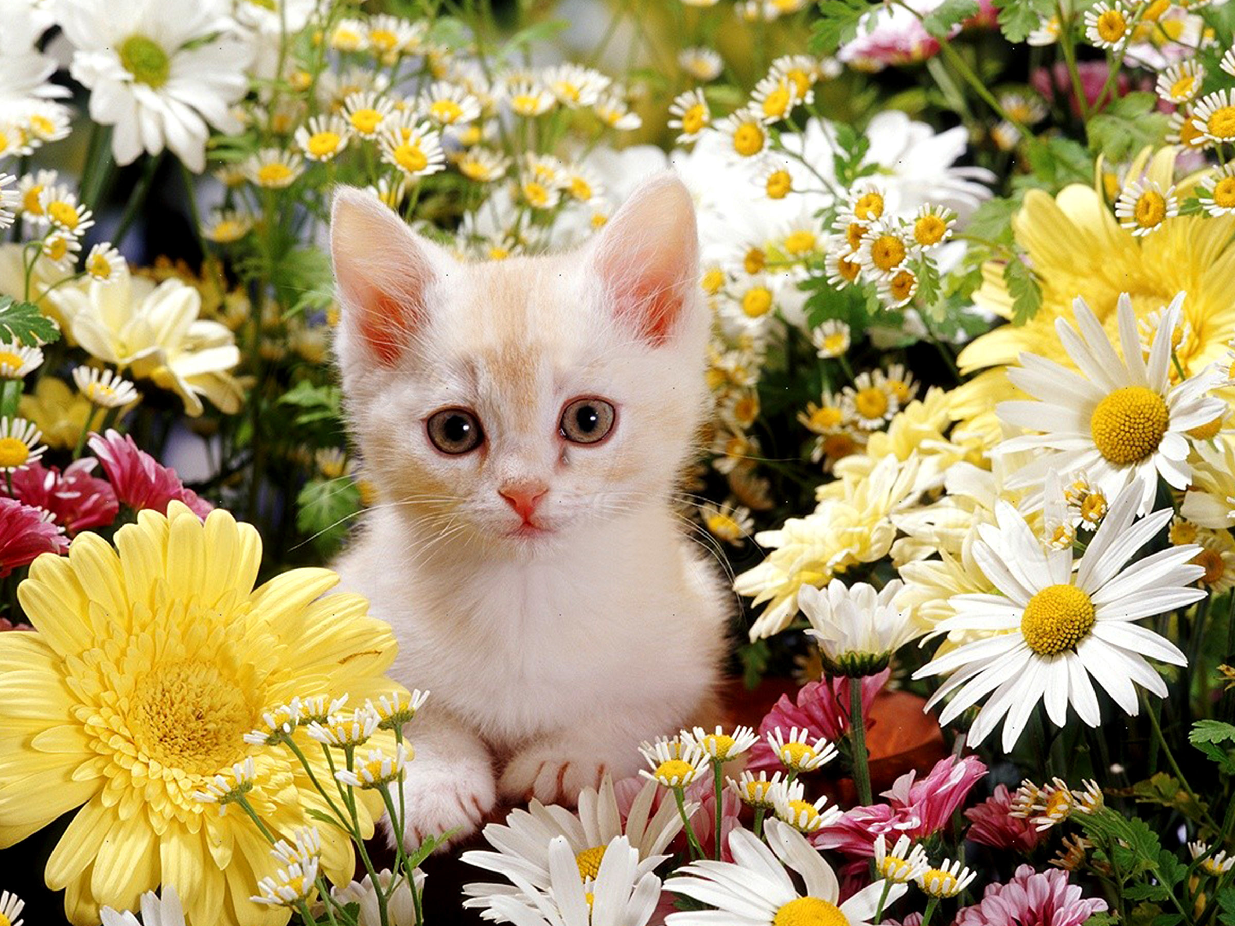 2400x1800 Cute Kittens images kitties and flowers HD wallpaper and background photos