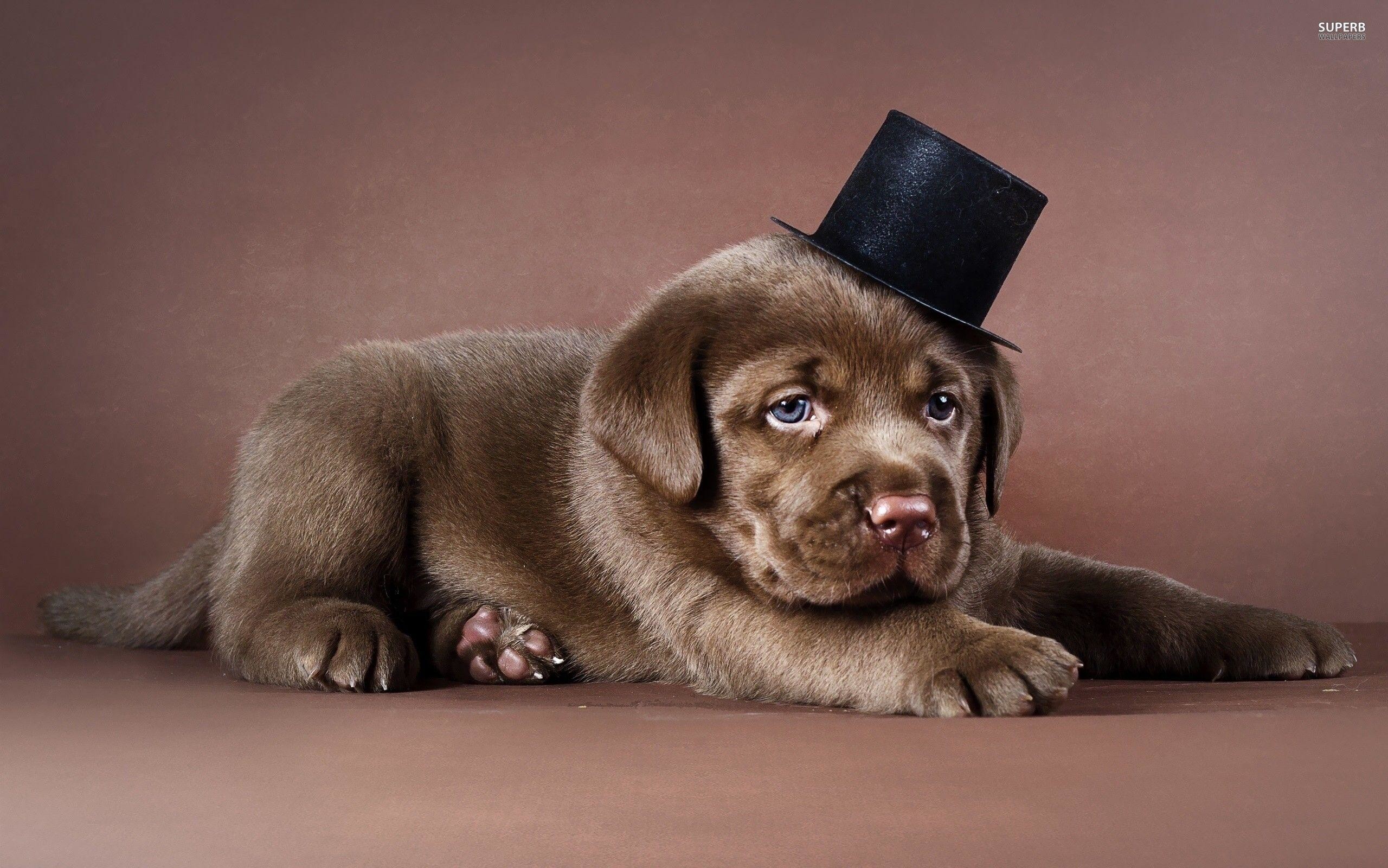 2560x1600 Related Pictures Chocolate Labrador Dog Wallpaper Dog Wallpaper .