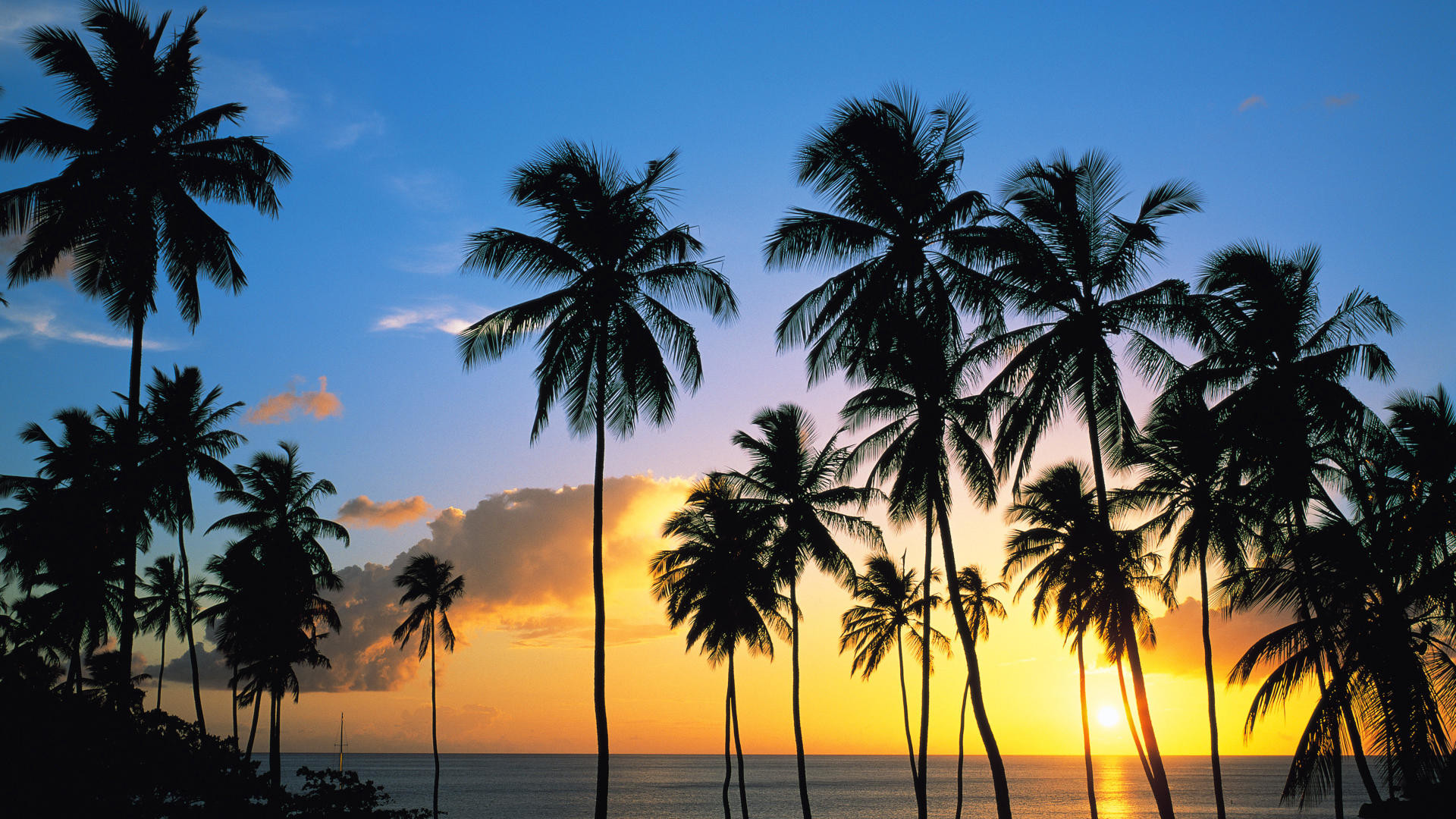 Sunset Palm Trees Wallpaper.