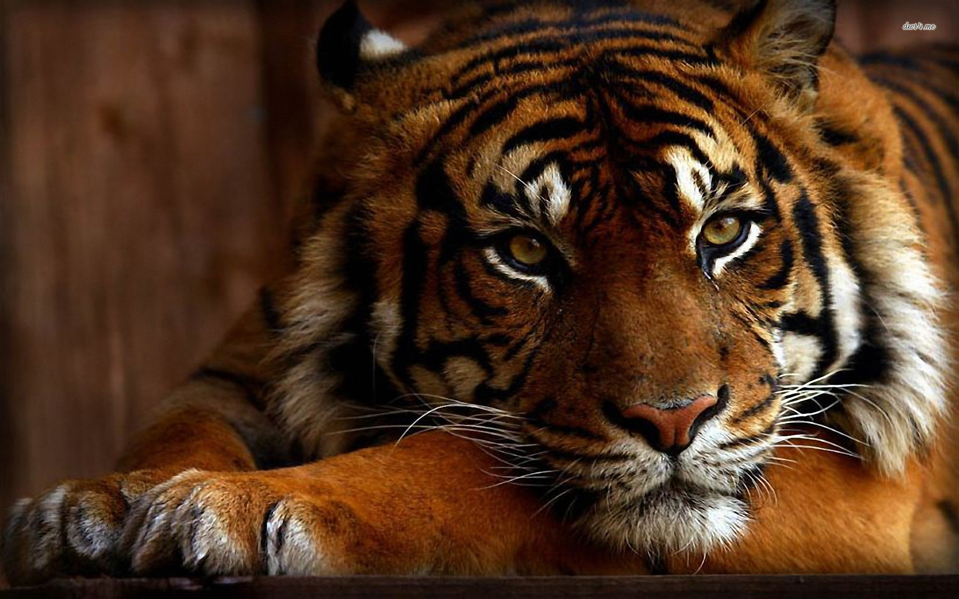 1920x1200 Brown Bengal Tiger Wallpaper. Â«