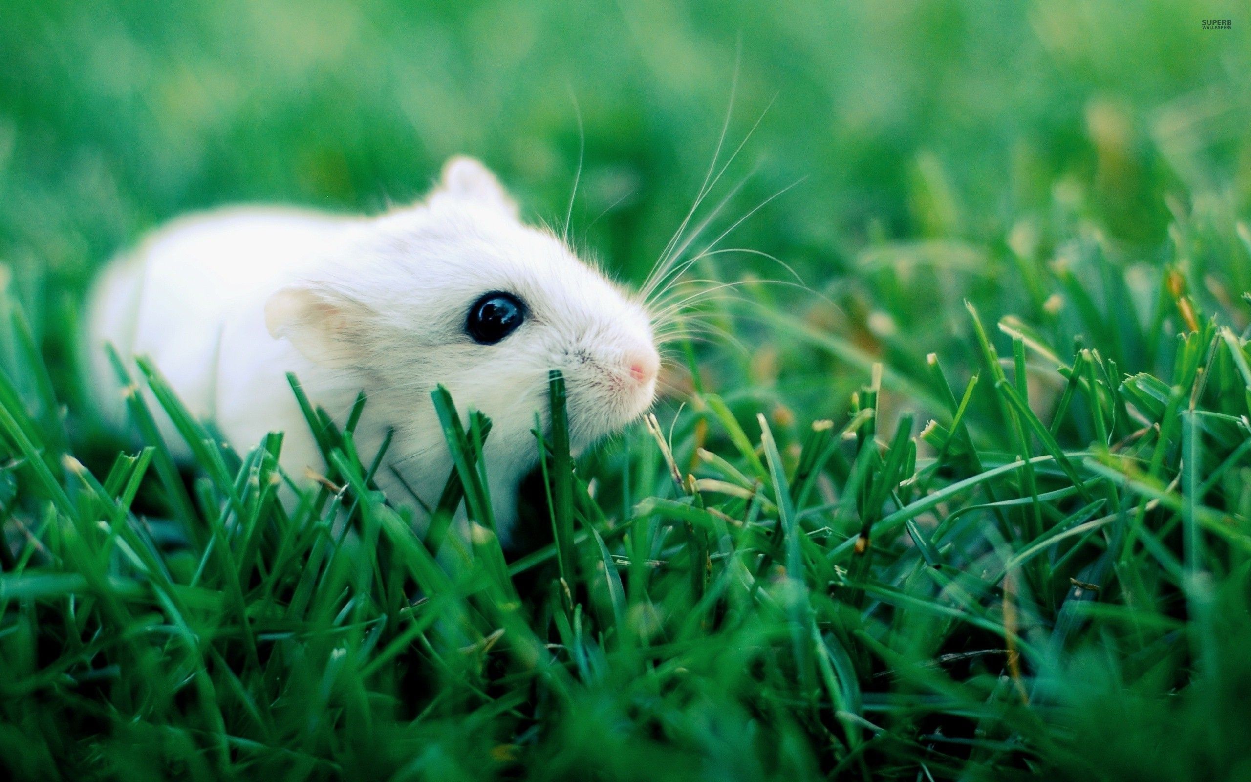 2560x1600 ... 18 photos of hamster in hd quality ...