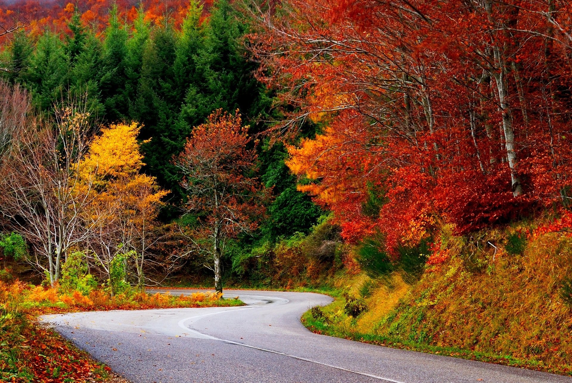 1920x1284 nature forest trees leaves colorful road path autumn fall colors walk  leaves autumn nature tree road