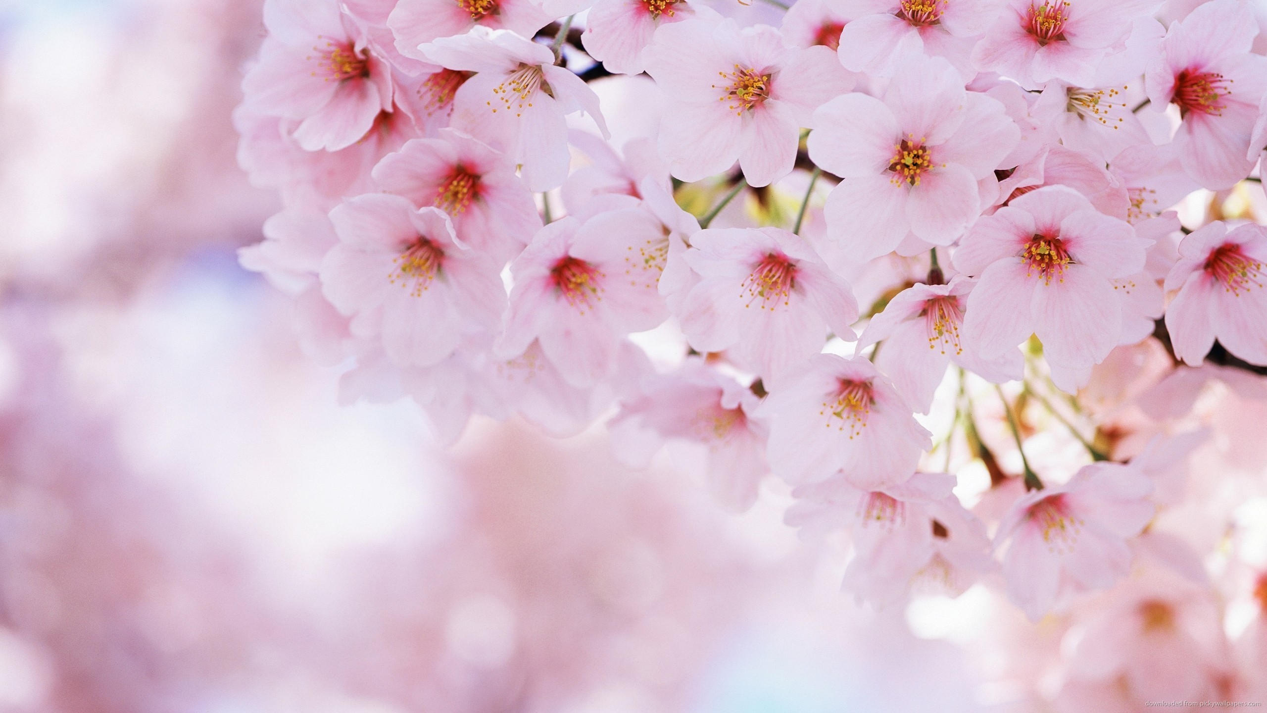 2560x1440 Soft Pink Sakura Flowers for 
