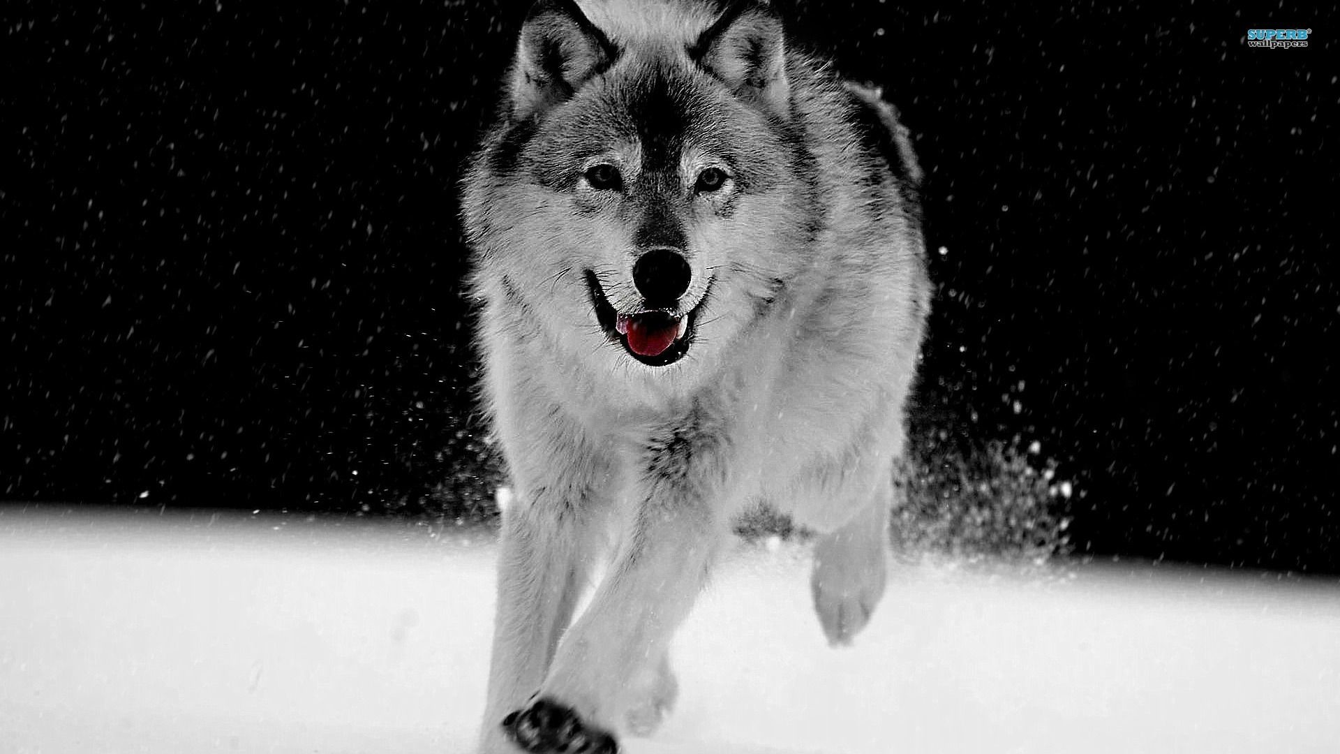 1920x1080 LyhyXX Wallpapers: Awesome Wolf Images, Malia Heer