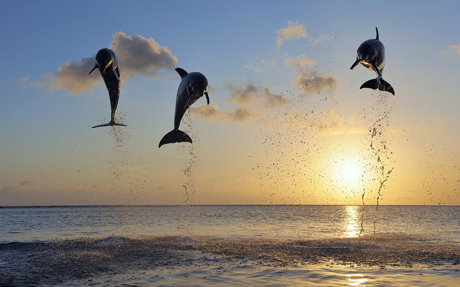 Wallpaper  1920x1200 px dolphin drops ocean sunset 1920x1200   CoolWallpapers  1656069  HD Wallpapers  WallHere