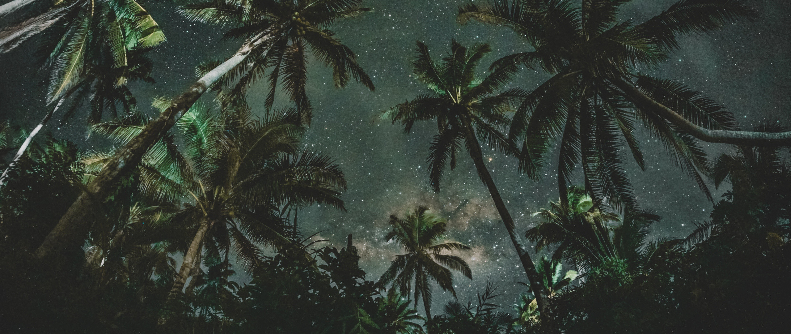 2560x1080 Palm trees, night, starry night, nature,  wallpaper