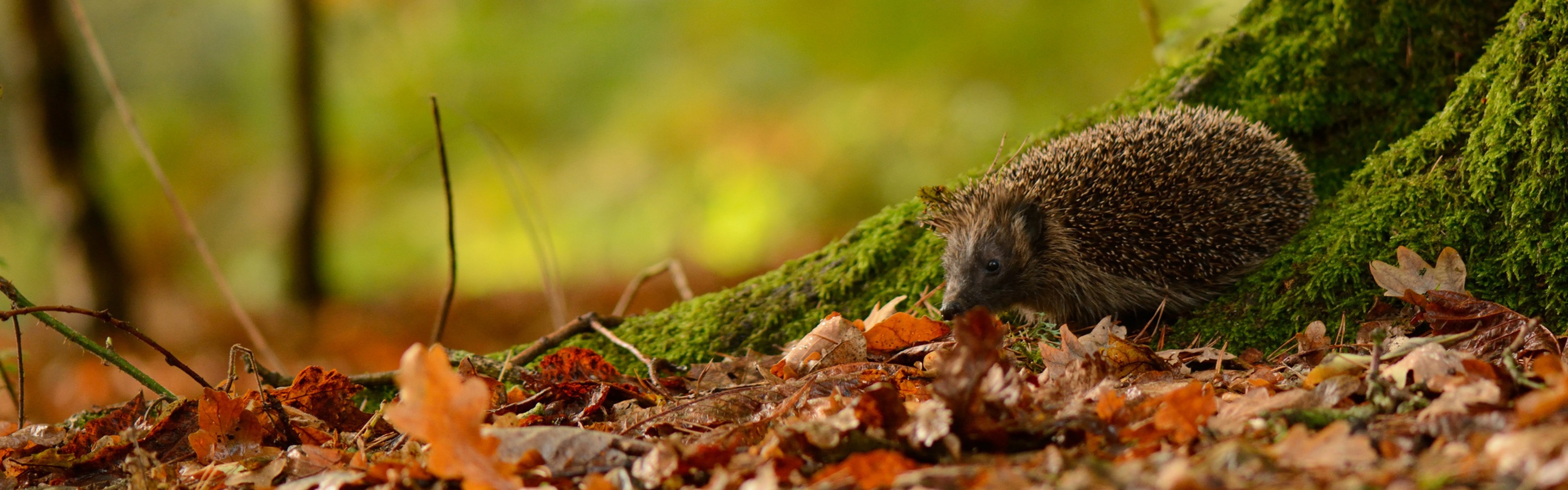 3840x1200  Wallpaper hedgehog, animal, leaves, autumn, trees, moss