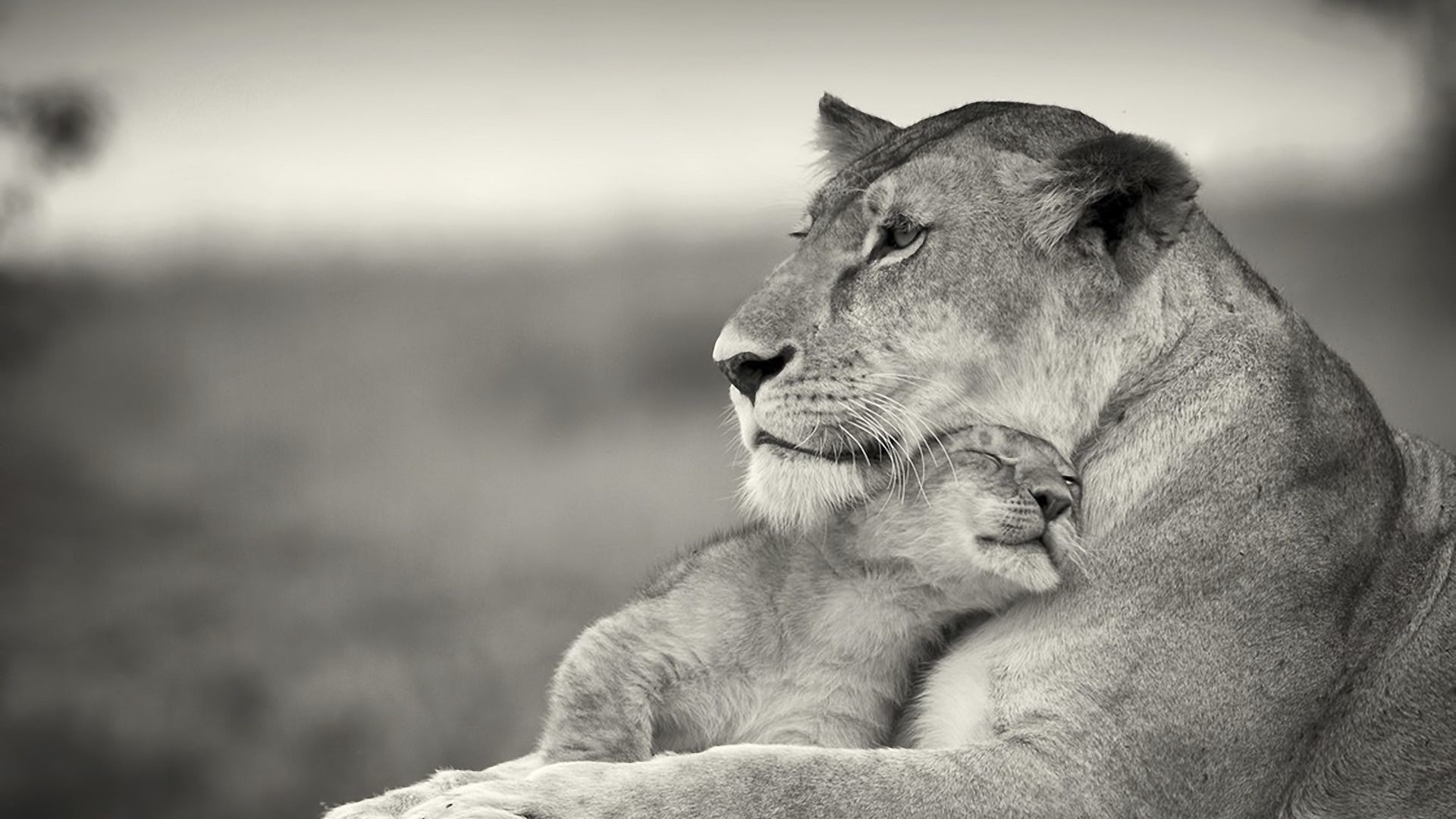 1920x1080 Download Wallpaper  Lioness, Lion, White, Animal, Family .