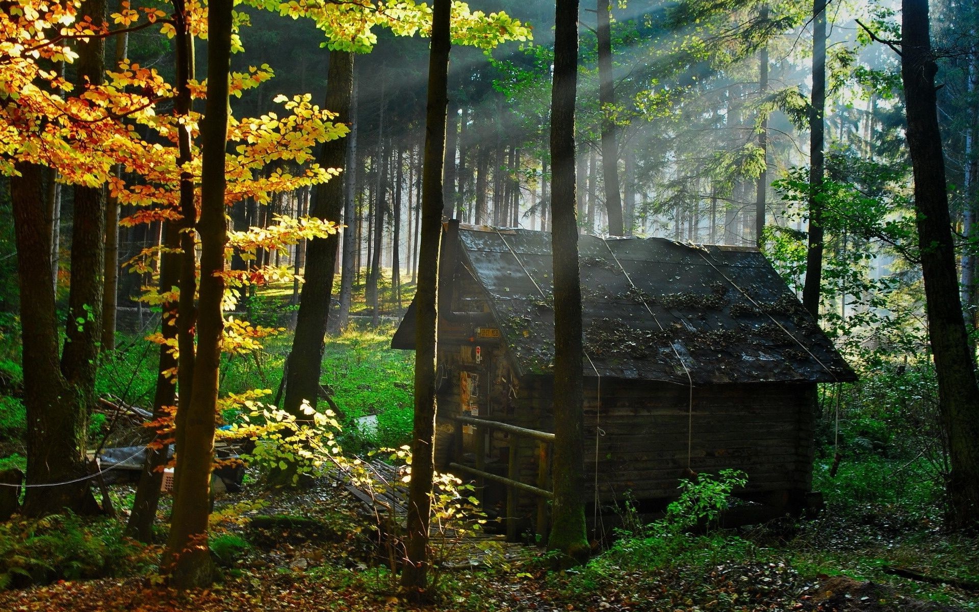1920x1200 112 Wooden House In Forest Wooden House Wallpapers - Full HD wallpaper  search