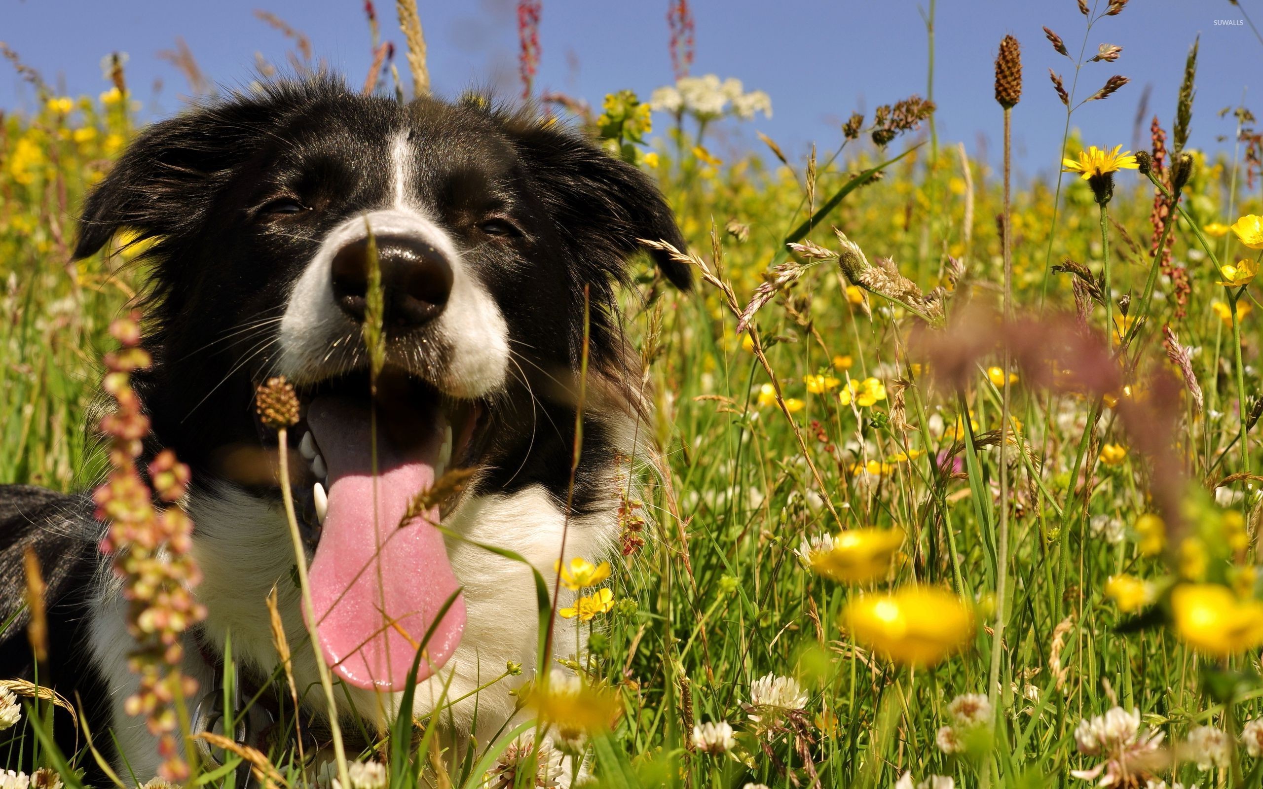 2560x1600 Border Collie Wallpapers Android Apps on Google Play