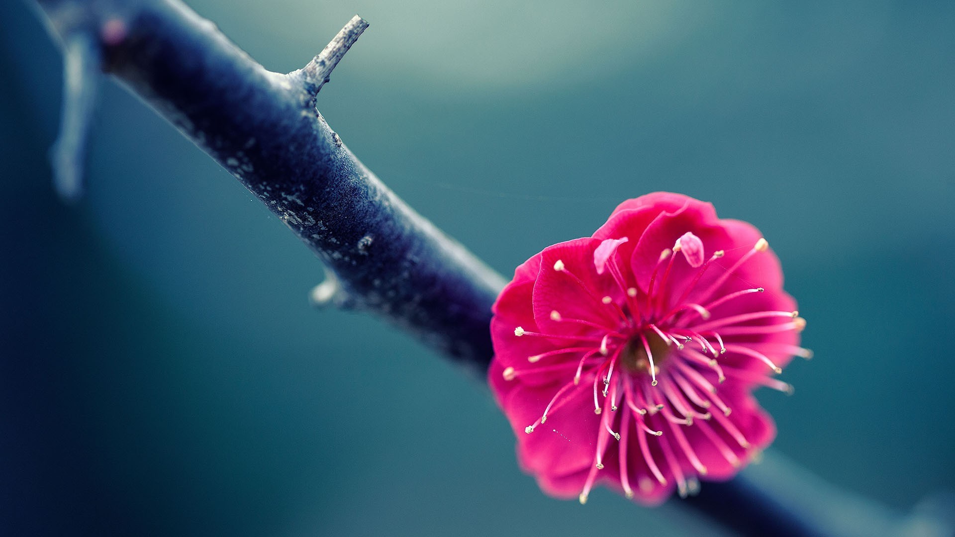 1920x1080 Flower Wallpaper Pink High Quality Resolution | Natures Wallpapers .