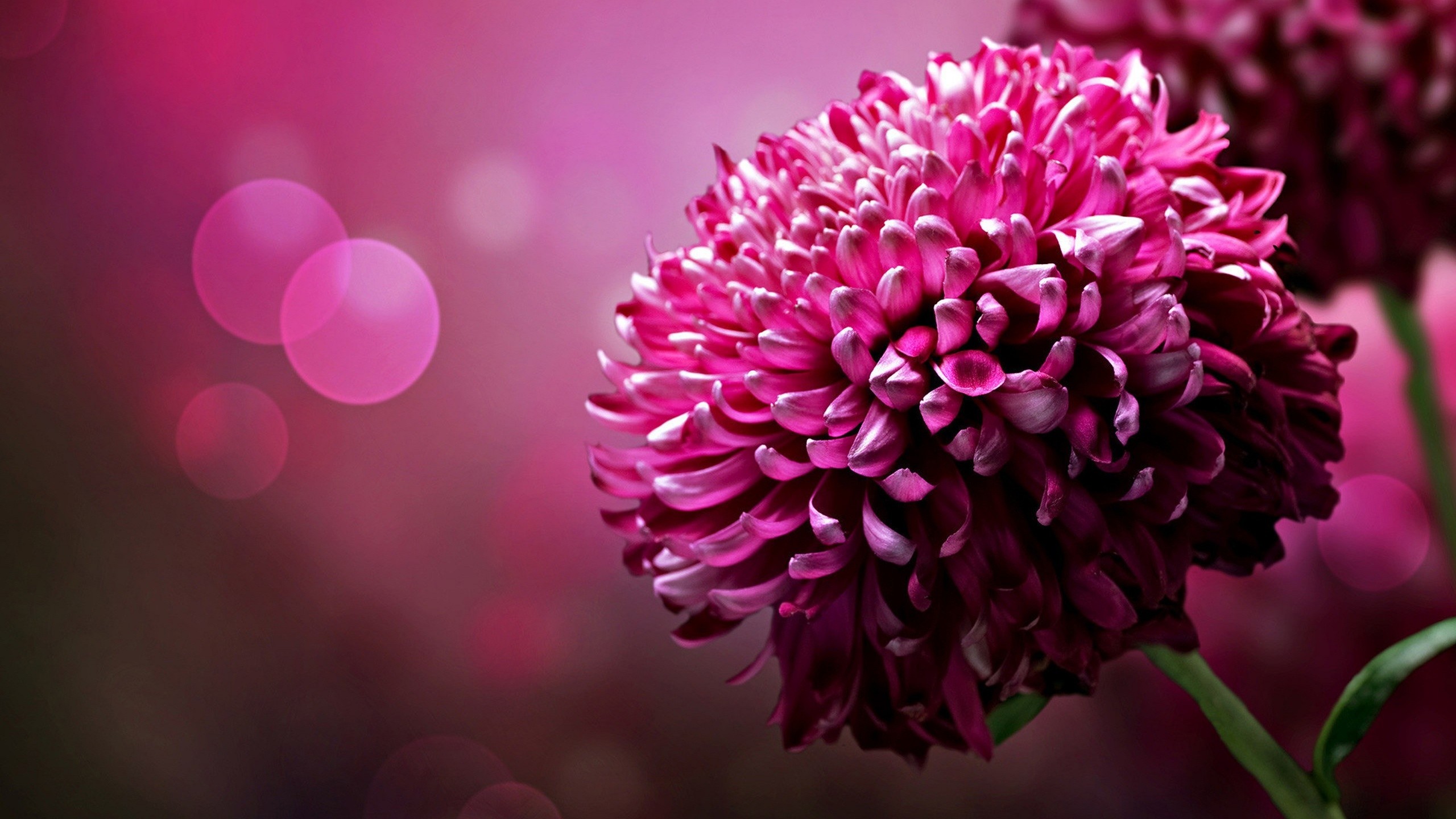 2560x1440 Pink Flowers
