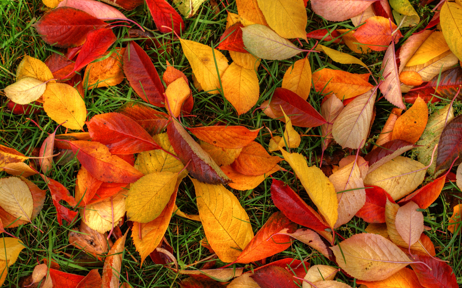 1920x1200 Autumn Leaves
