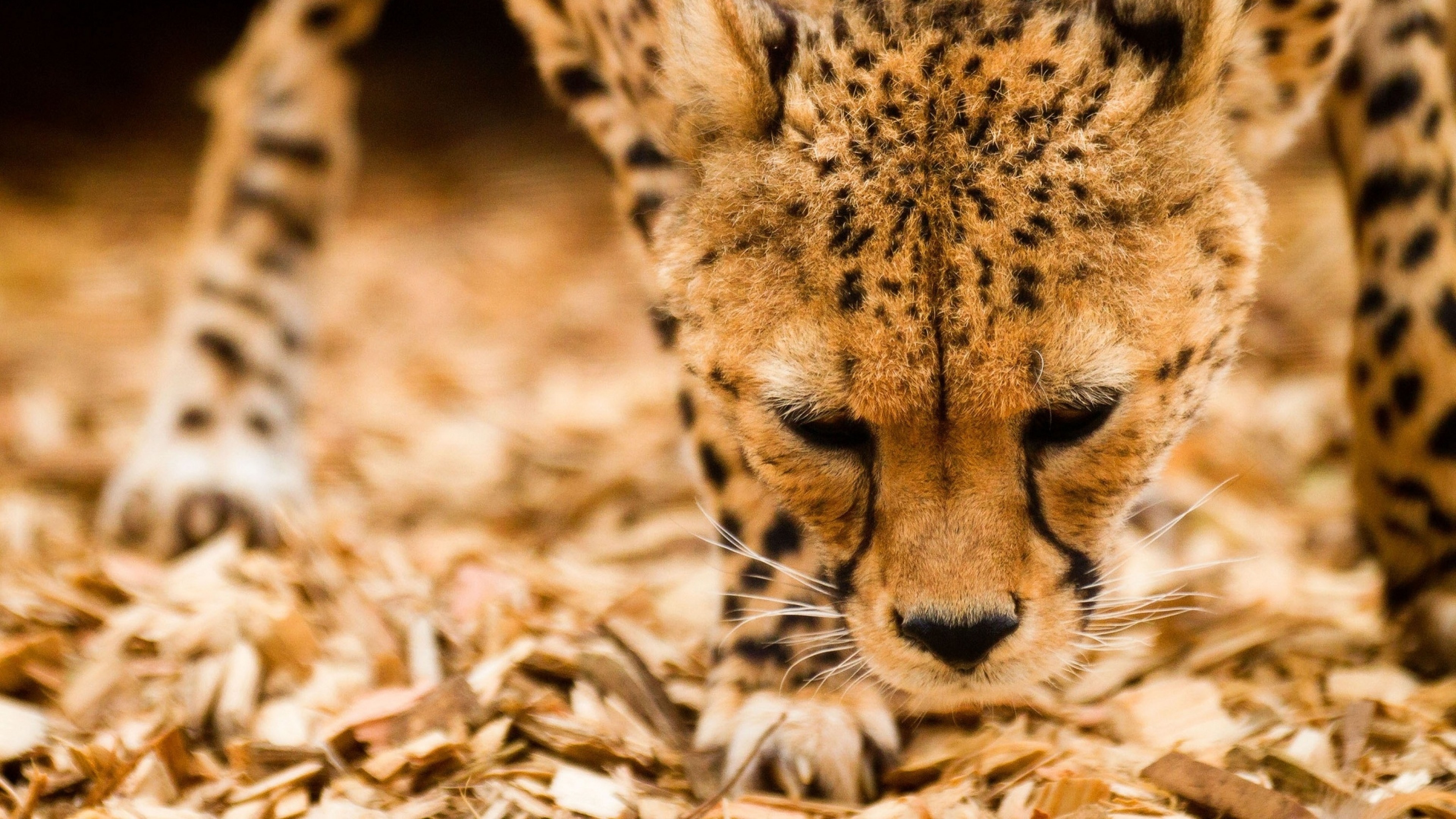 3840x2160  Wallpaper cheetah, wild cat, muzzle