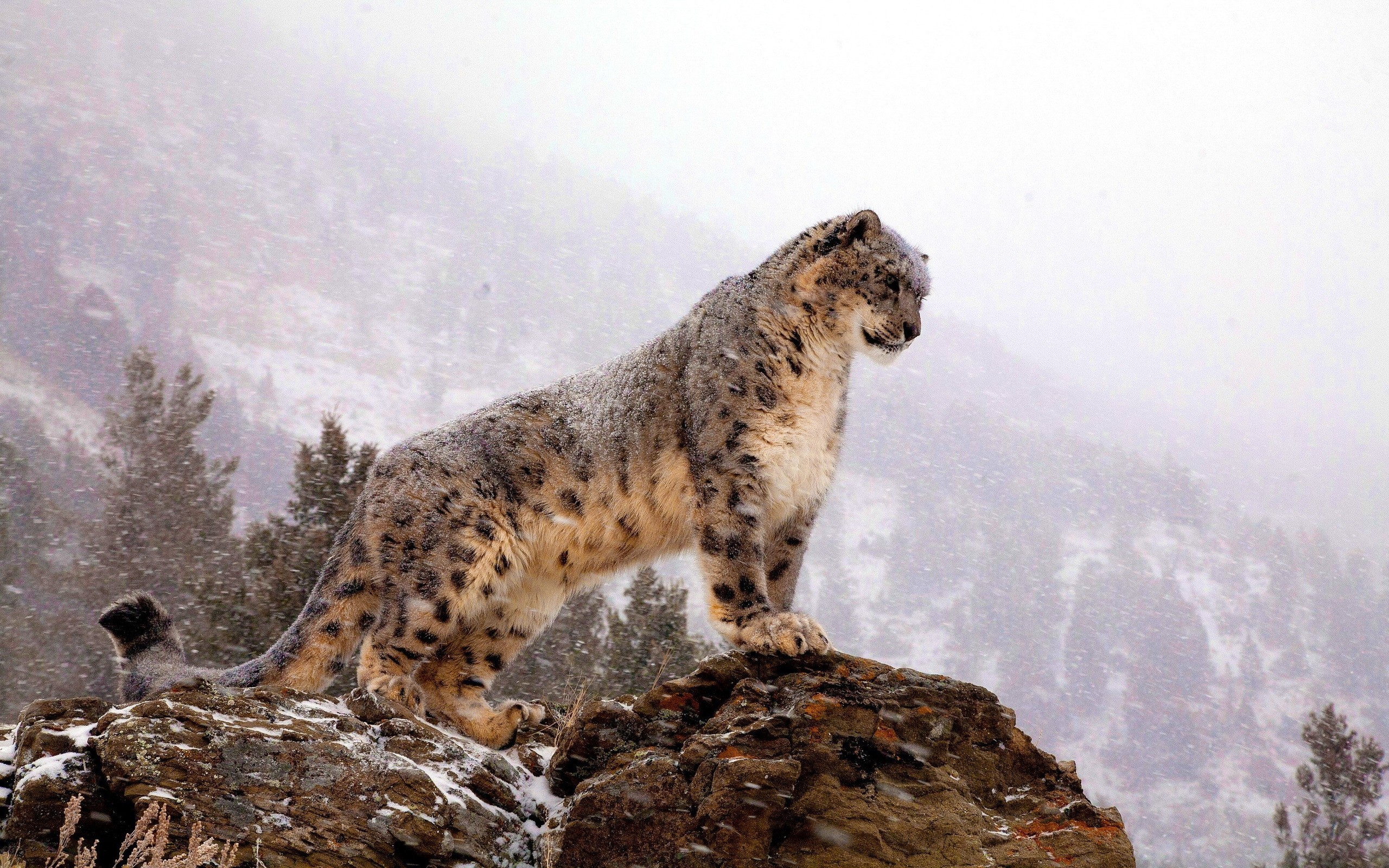 2560x1600 Fantastic Snow Leopard Wallpaper 45956