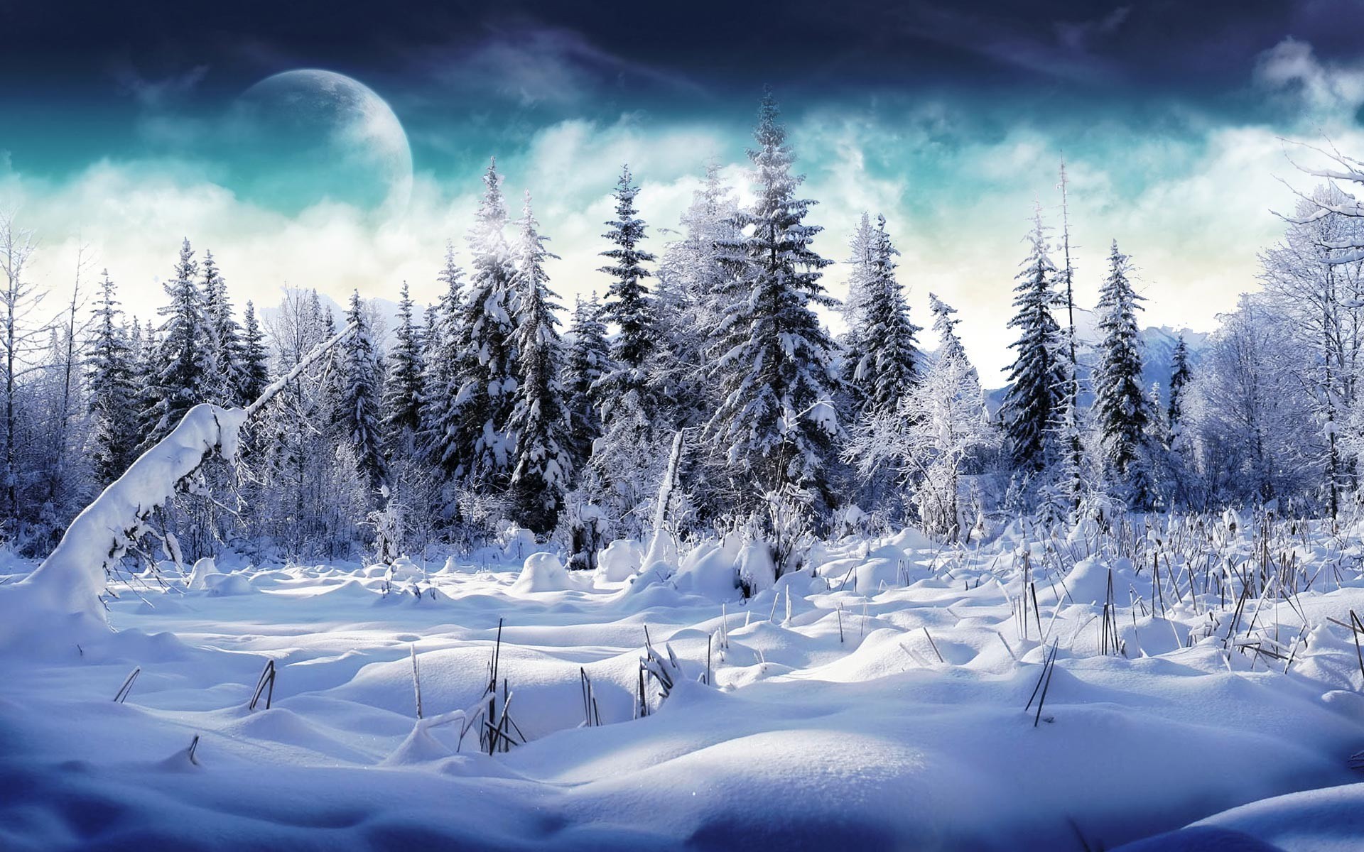 1920x1200 Schneebehangene NadelbÃ¤ume vor einem dunkelblau wolkigen Himmel mit Mond