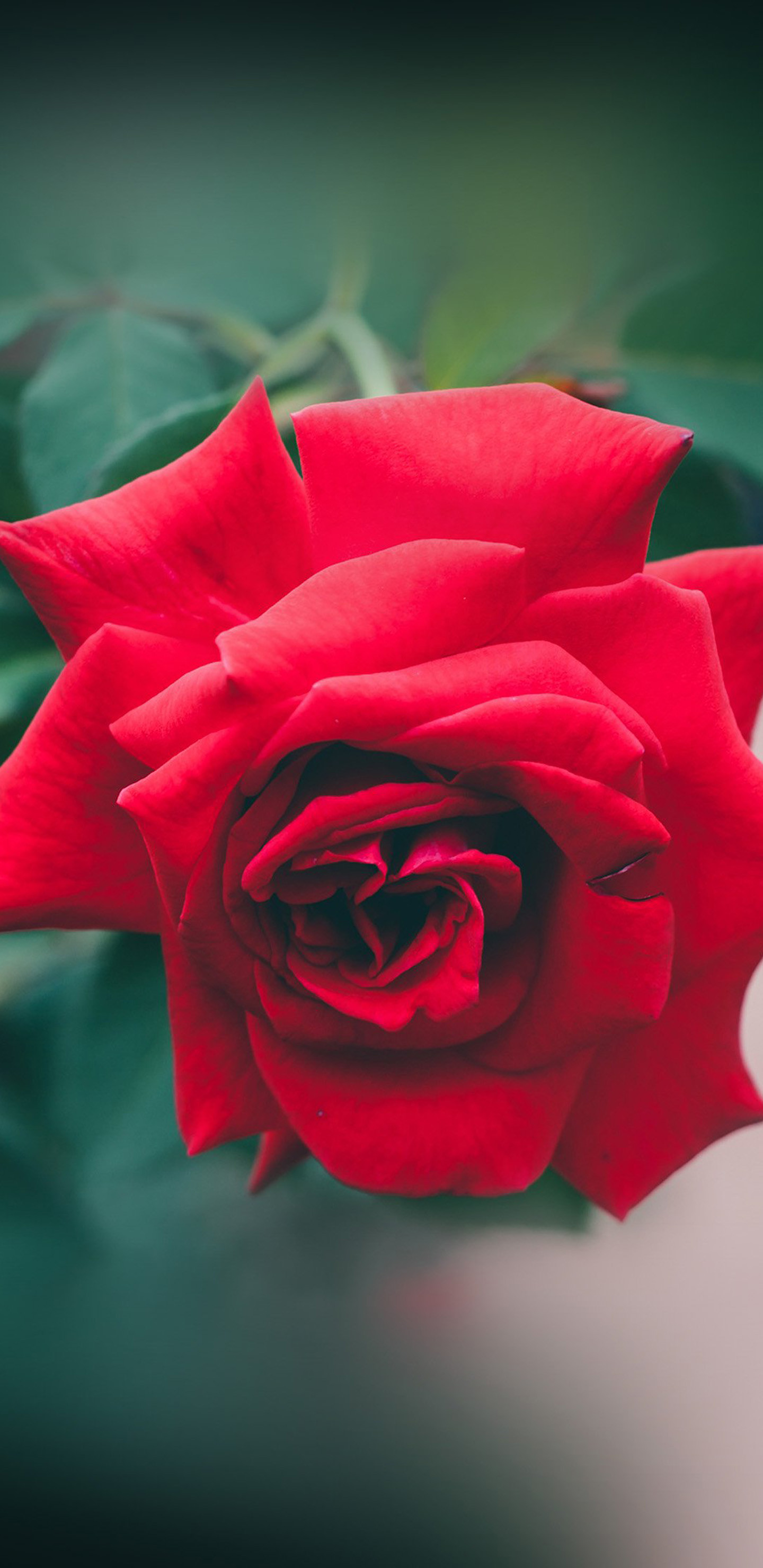 1440x2960 Red Rose Love – Valentines Day Galaxy Note 8 Wallpaper