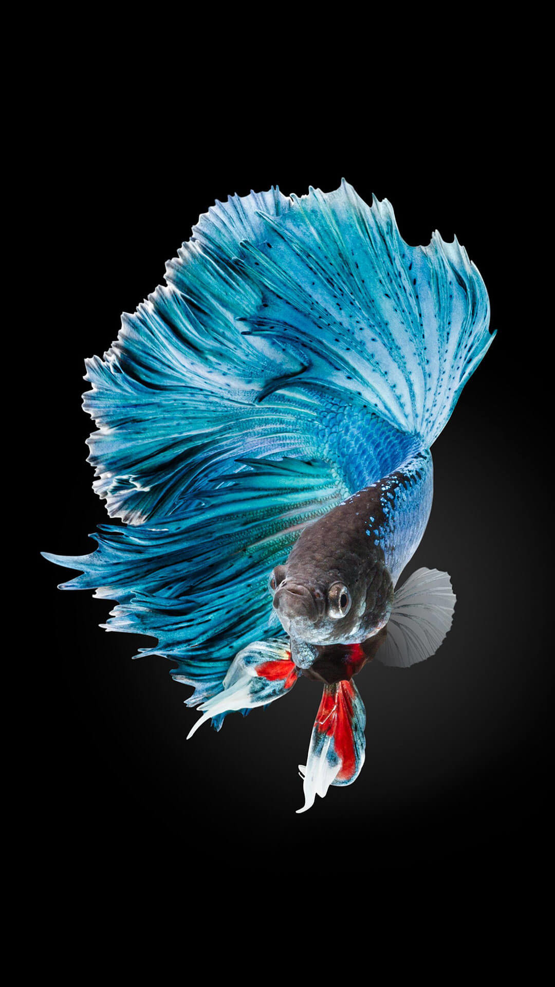 1080x1920 Betta Fish Wallpaper iPhone 6 And iPhone 6s HD
