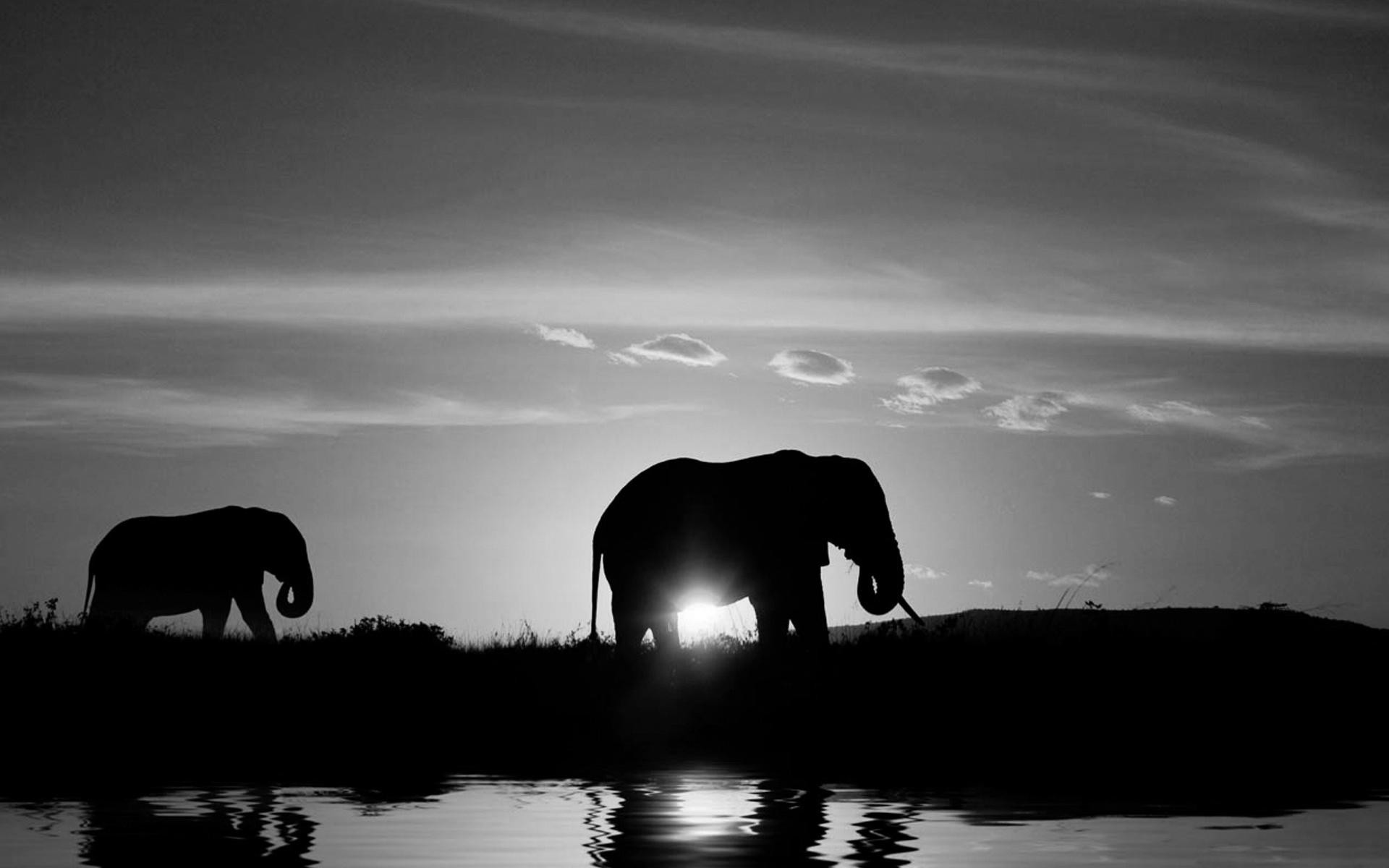 1920x1200 Elephant Black And White Wallpapers Mobile