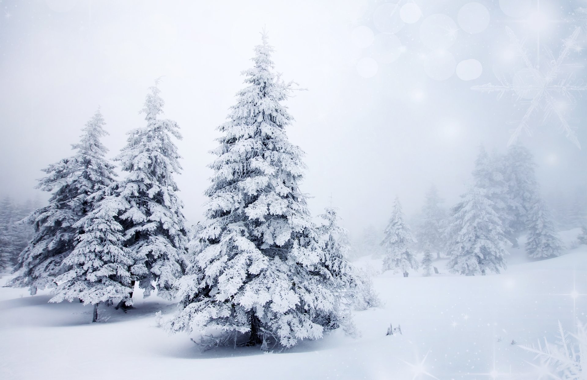 1920x1244 Winter Snow Christmas Tree Spruce Tree Nature Landscape Background within Christmas  Tree Snow Background
