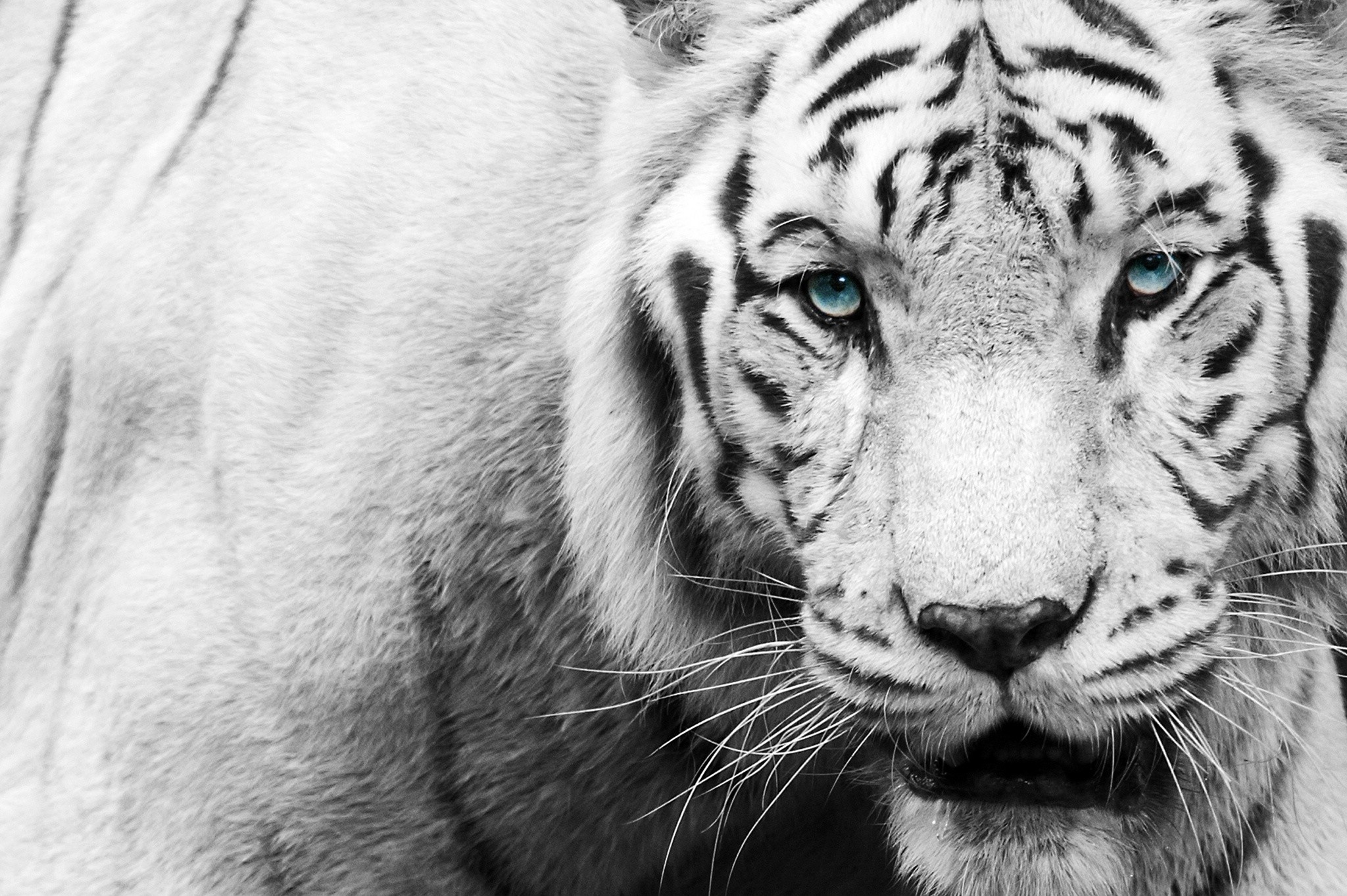 2048x1363 White Tiger HD Wallpaper - Wallpapers Browse ...