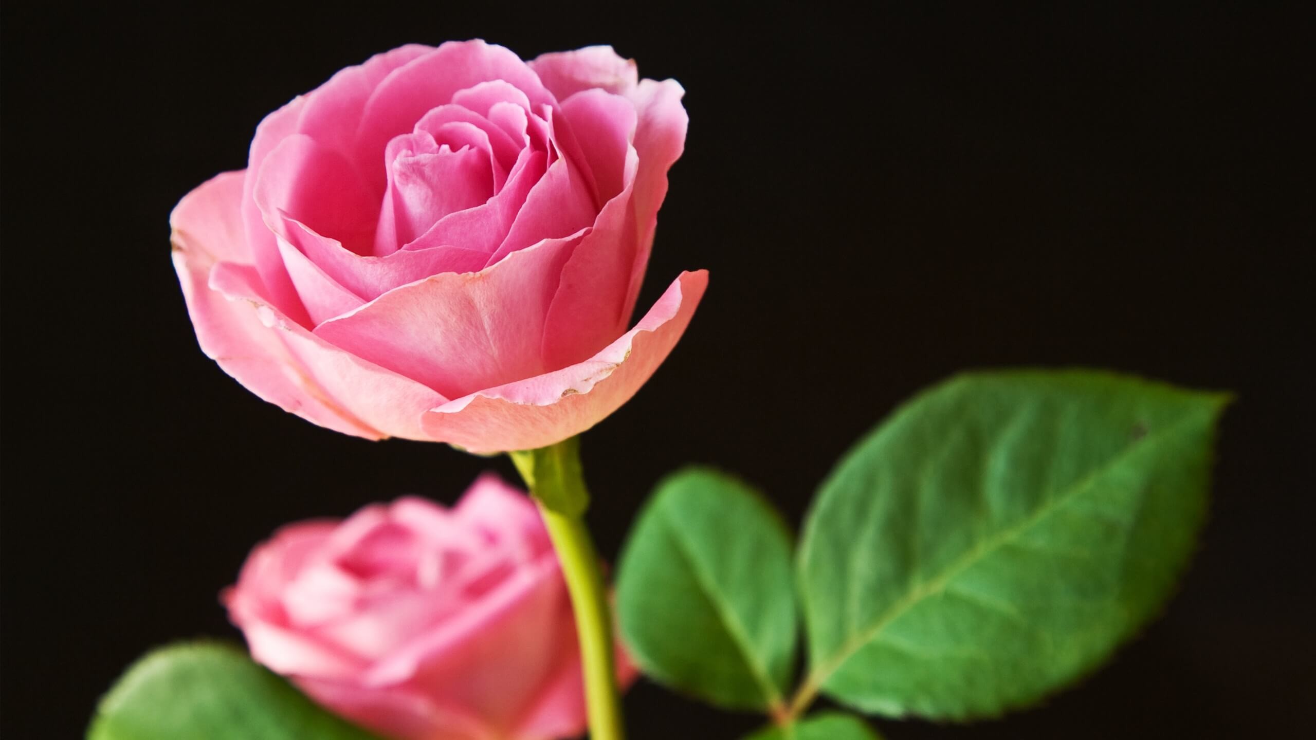 2560x1440 Pink rose flower. Download wallpaper