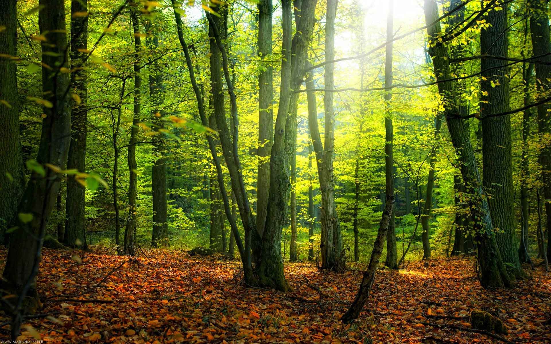 1920x1200 Trees Forest Nature Fall Landscape Tree Autumn HD Background Photos