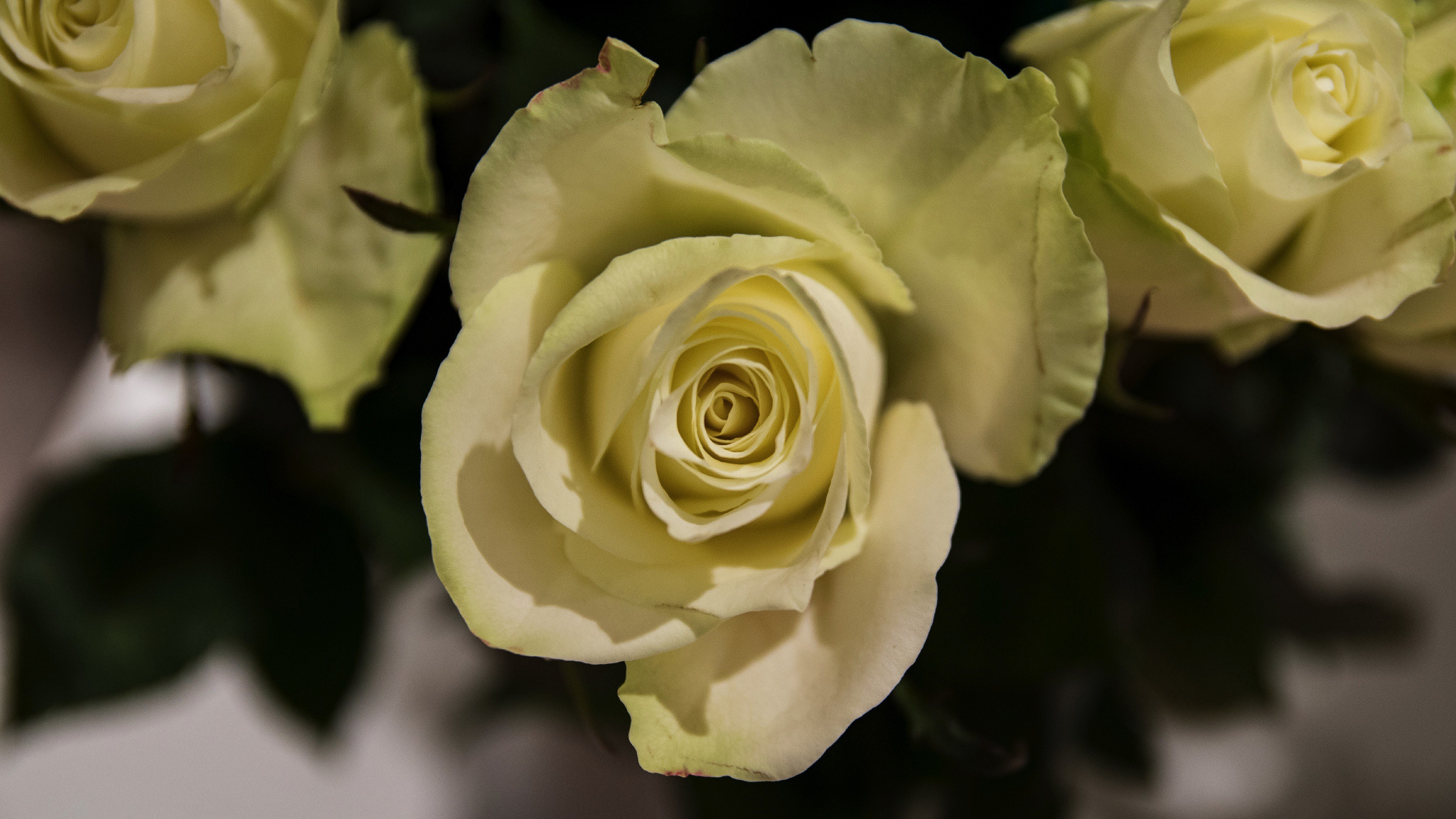 2048x1152 Yellow rose, flowers, close up,  wallpaper