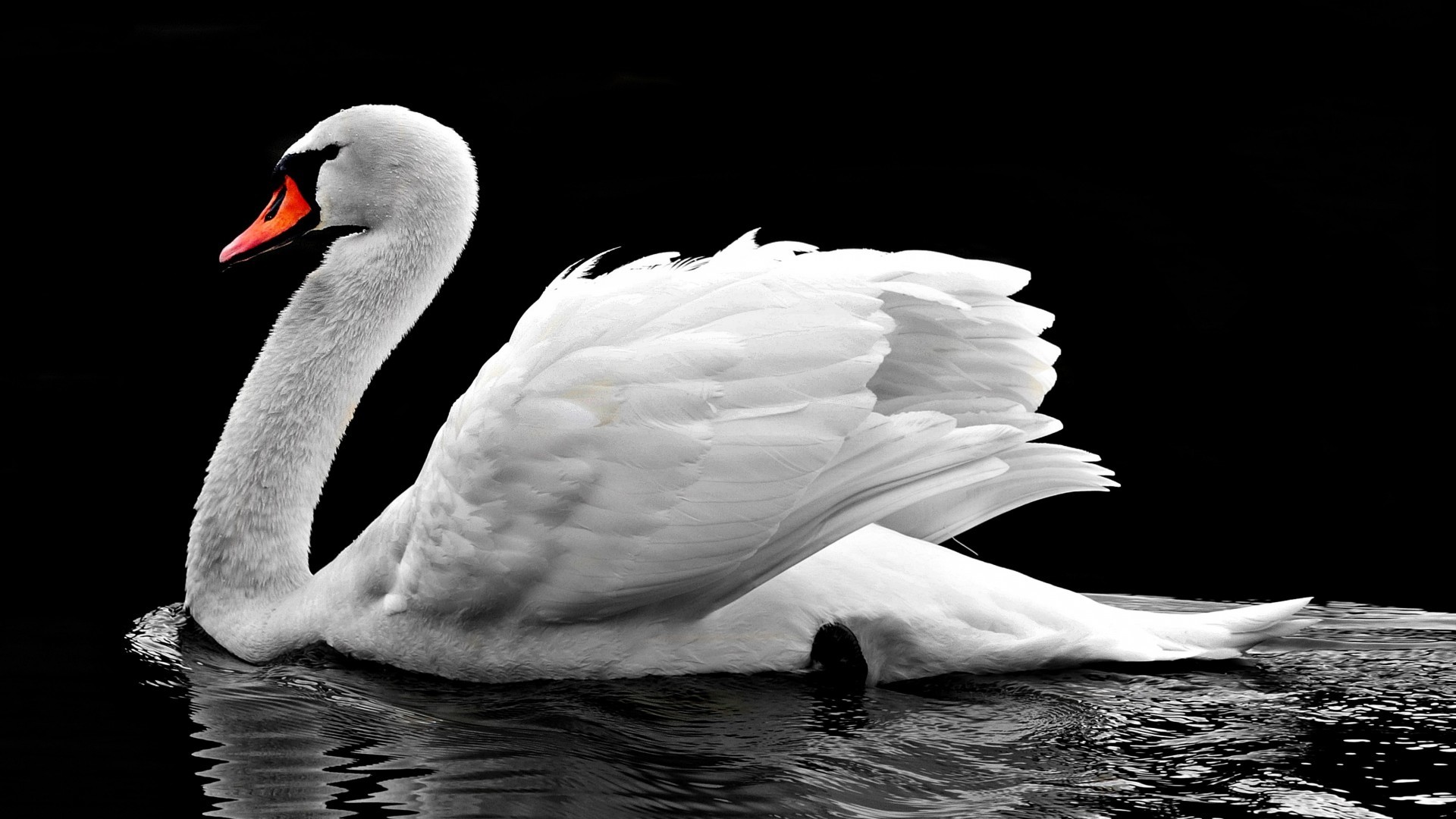 1920x1080 Animals / White Swan Wallpaper